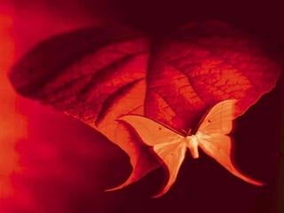 منزلة الصلاة في الدين : عن عبد الله بن عمر رضي الله عنهما قال : قال رسول الله صلى الله عليه وسلم: (بني الإسلام على خمس شهادة أن لا اله إلا الله وأن محمد رسول الله , واقام الصلاة , وإيتاء الزكاة , وحج البيت وصوم رمضان). فالصلاة هي الركن الثاني في الإسلام فلأجل منزلتها وشأنها أكد رسول الله صلى الله عليه وسلم على