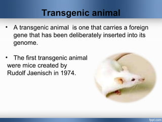 Transgenic animal
• A transgenic animal is one that carries a foreign
gene that has been deliberately inserted into its
genome.
• The first transgenic animal
were mice created by
Rudolf Jaenisch in 1974.
 