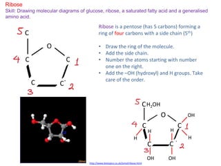 O Draw Ribose 2.1. Molecules to Metabolism | PPTX