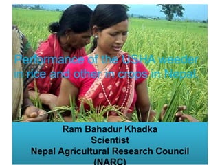 Performance of the USHA weeder 
in rice and other in crops in Nepal. 
Ram Bahadur Khadka 
Scientist 
Nepal Agricultural Research Council 
(NARC) 
 