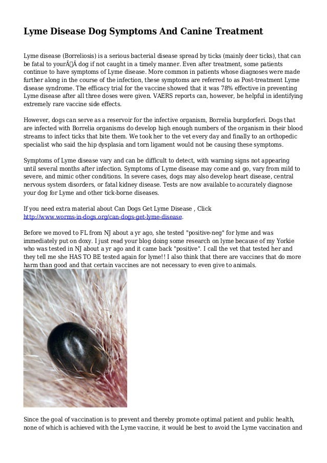Lyme Disease Dog Symptoms And Canine Treatment