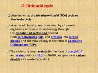  Citric acid cycle
 Also known as the tricarboxylic acid (TCA) cycle or
the Krebs cycle
 A series of chemical reactions used by all aerobic
organisms to release stored energy through
the oxidation of acetyl-CoA derived
from carbohydrates, fats, and proteins into carbon
dioxide and chemical energy in the form of adenosine
triphosphate (ATP).
 The cycle consumes acetate (in the form of acetyl-CoA)
and water, reduces NAD+ to NADH, and produces carbon
dioxide as a waste byproduct.
 