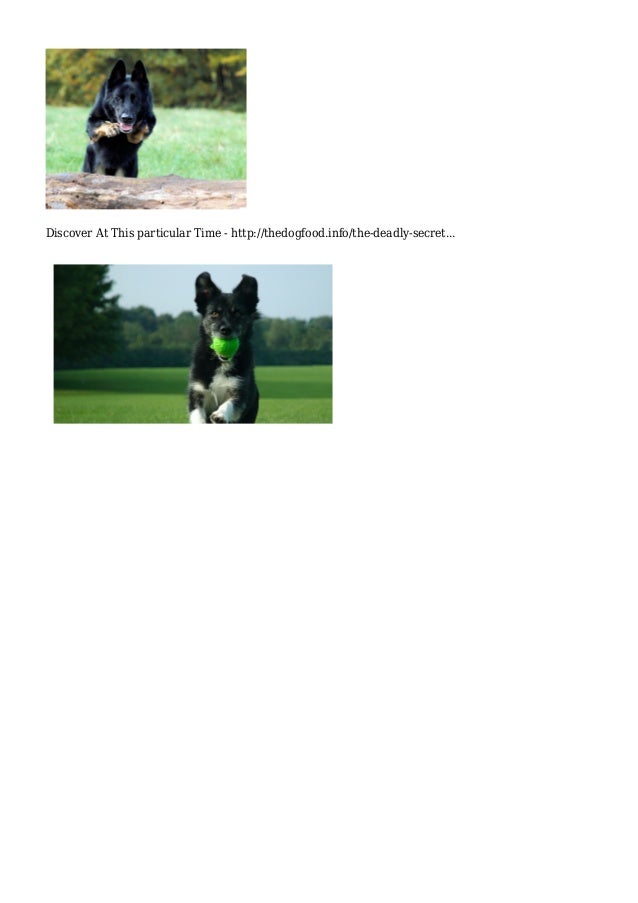 How do you make your dog attack on command or protect you in a