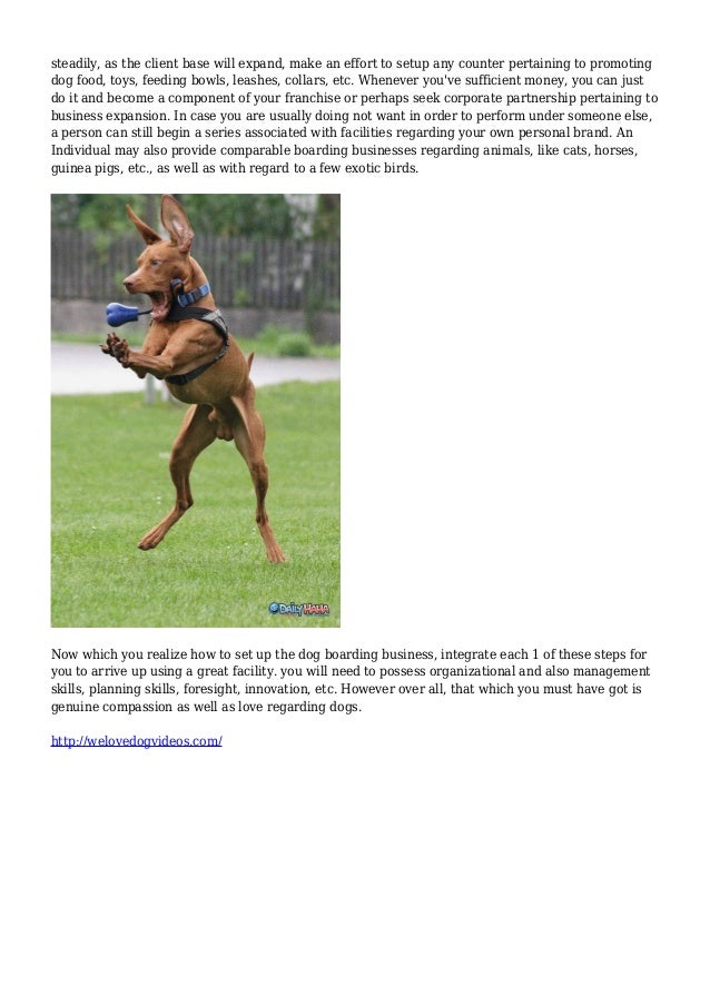 How To Set Up A Dog Boarding Business