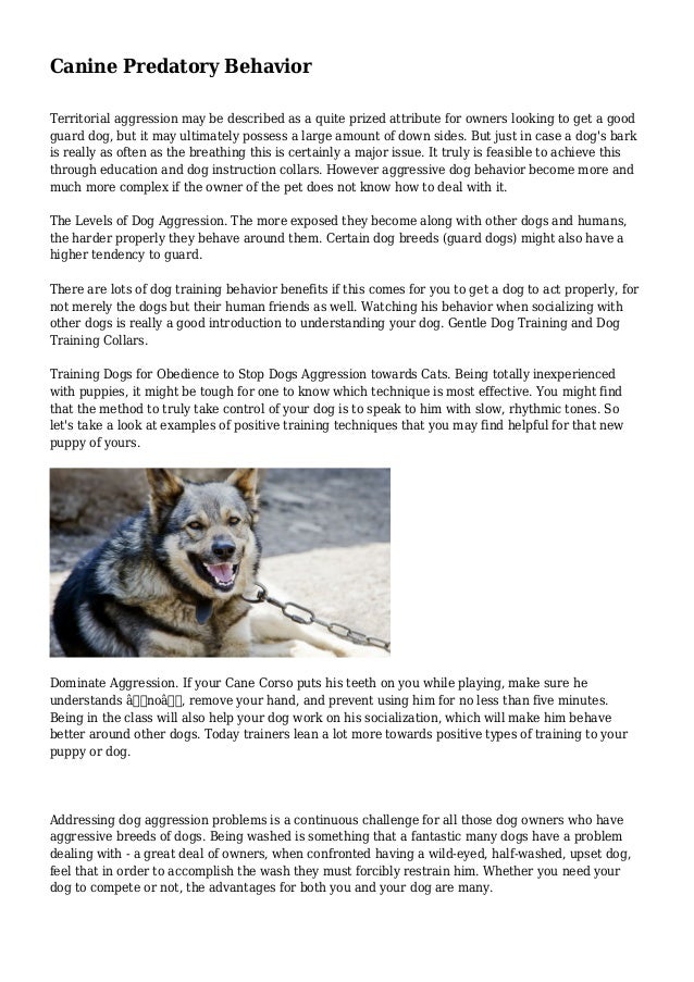 Canine Predatory Behavior