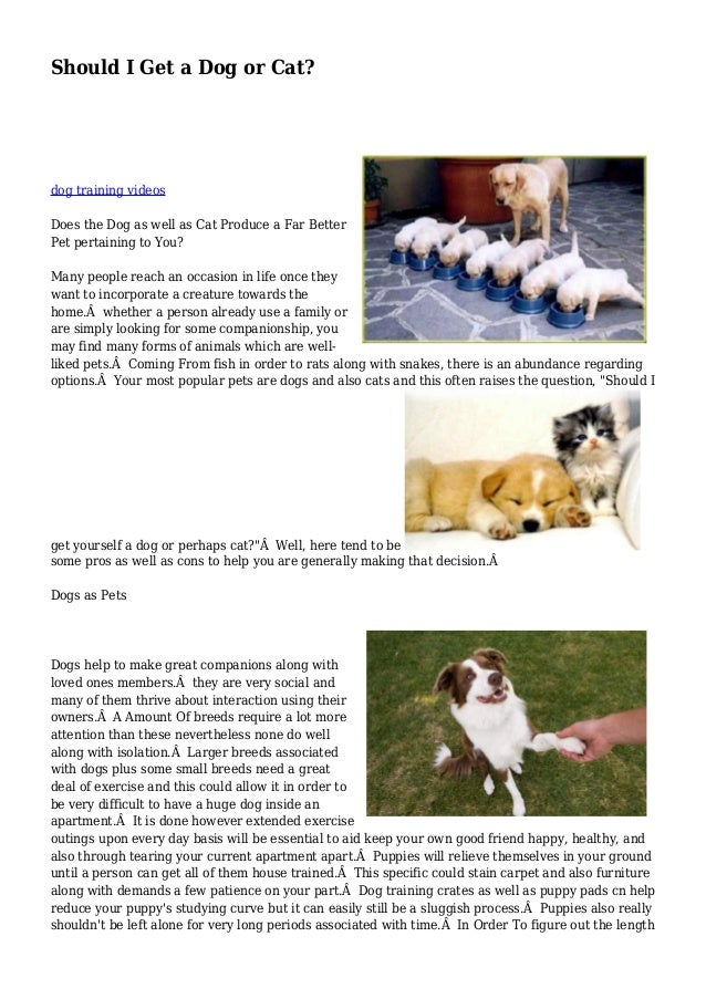 should i get a cat or should i get a or cat should i get a cat or should i get a or cat