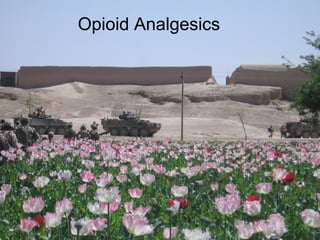 Opioid Analgesics Opioid Analgesics 