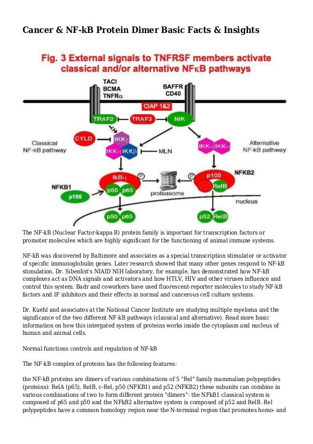 Cancer & NFkB Protein Dimer Basic Facts & Insights