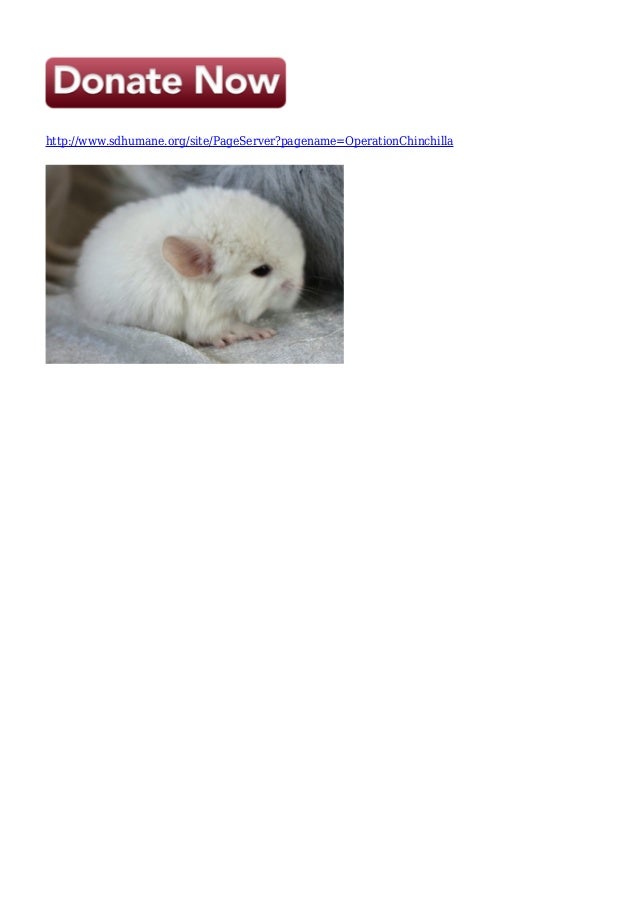 spca chinchilla
