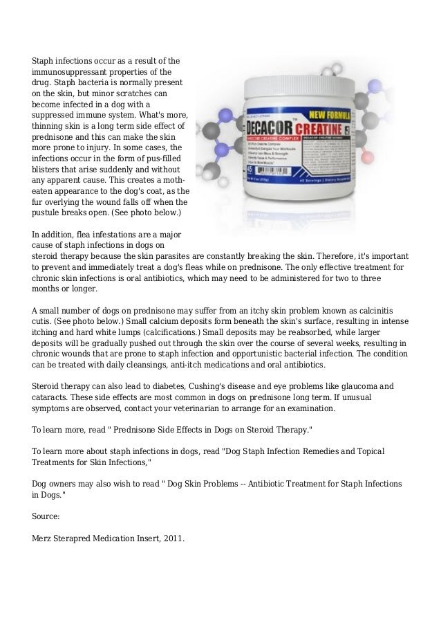 How to Treat Prednisone Side Effects in Dogs on Steroid Therapy