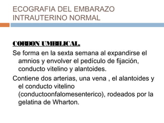 ECOGRAFIA DEL EMBARAZO
INTRAUTERINO NORMAL
CORDON UMBILICAL.
Se forma en la sexta semana al expandirse el
amnios y envolver el pedículo de fijación,
conducto vitelino y alantoides.
Contiene dos arterias, una vena , el alantoides y
el conducto vitelino
(conductoonfalomesenterico), rodeados por la
gelatina de Wharton.
 