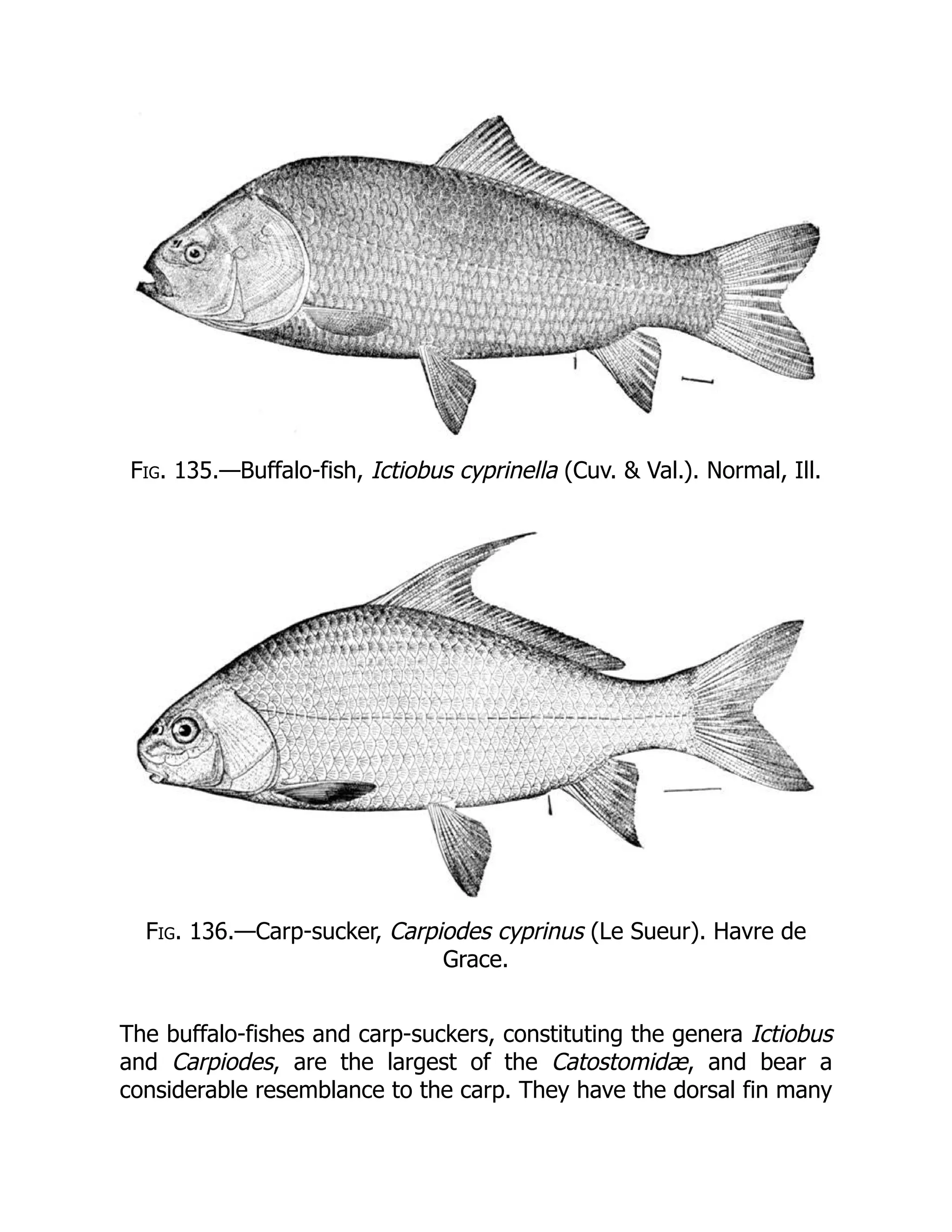 Fig. 135.—Buffalo-fish, Ictiobus cyprinella (Cuv. & Val.). Normal, Ill.
Fig. 136.—Carp-sucker, Carpiodes cyprinus (Le Sueur). Havre de
Grace.
The buffalo-fishes and carp-suckers, constituting the genera Ictiobus
and Carpiodes, are the largest of the Catostomidæ, and bear a
considerable resemblance to the carp. They have the dorsal fin many
 