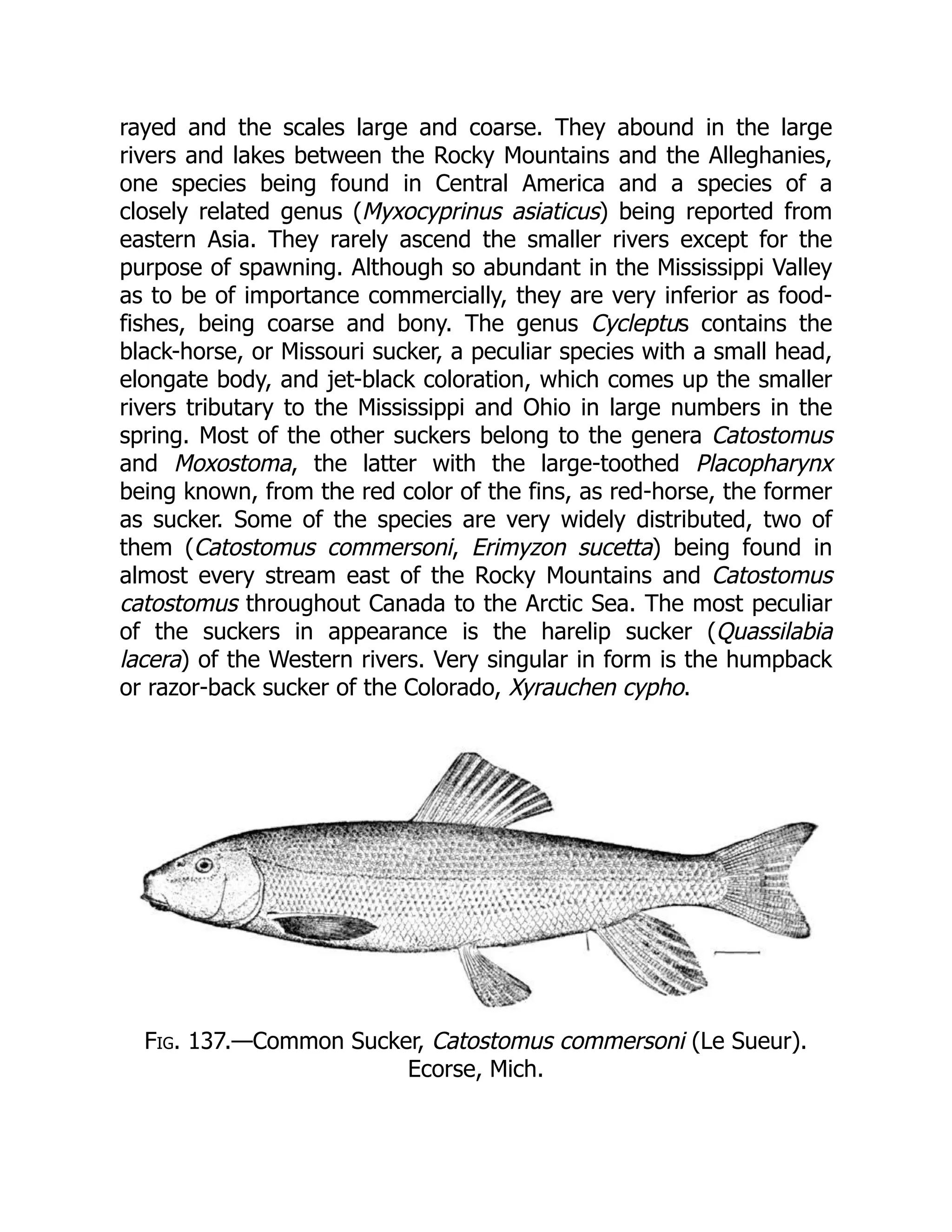 rayed and the scales large and coarse. They abound in the large
rivers and lakes between the Rocky Mountains and the Alleghanies,
one species being found in Central America and a species of a
closely related genus (Myxocyprinus asiaticus) being reported from
eastern Asia. They rarely ascend the smaller rivers except for the
purpose of spawning. Although so abundant in the Mississippi Valley
as to be of importance commercially, they are very inferior as food-
fishes, being coarse and bony. The genus Cycleptus contains the
black-horse, or Missouri sucker, a peculiar species with a small head,
elongate body, and jet-black coloration, which comes up the smaller
rivers tributary to the Mississippi and Ohio in large numbers in the
spring. Most of the other suckers belong to the genera Catostomus
and Moxostoma, the latter with the large-toothed Placopharynx
being known, from the red color of the fins, as red-horse, the former
as sucker. Some of the species are very widely distributed, two of
them (Catostomus commersoni, Erimyzon sucetta) being found in
almost every stream east of the Rocky Mountains and Catostomus
catostomus throughout Canada to the Arctic Sea. The most peculiar
of the suckers in appearance is the harelip sucker (Quassilabia
lacera) of the Western rivers. Very singular in form is the humpback
or razor-back sucker of the Colorado, Xyrauchen cypho.
Fig. 137.—Common Sucker, Catostomus commersoni (Le Sueur).
Ecorse, Mich.
 