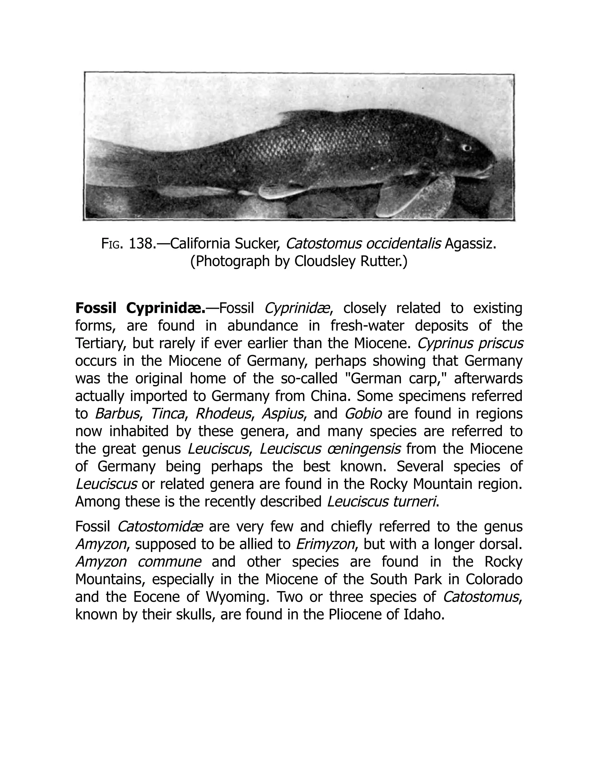 Fig. 138.—California Sucker, Catostomus occidentalis Agassiz.
(Photograph by Cloudsley Rutter.)
Fossil Cyprinidæ.—Fossil Cyprinidæ, closely related to existing
forms, are found in abundance in fresh-water deposits of the
Tertiary, but rarely if ever earlier than the Miocene. Cyprinus priscus
occurs in the Miocene of Germany, perhaps showing that Germany
was the original home of the so-called "German carp," afterwards
actually imported to Germany from China. Some specimens referred
to Barbus, Tinca, Rhodeus, Aspius, and Gobio are found in regions
now inhabited by these genera, and many species are referred to
the great genus Leuciscus, Leuciscus œningensis from the Miocene
of Germany being perhaps the best known. Several species of
Leuciscus or related genera are found in the Rocky Mountain region.
Among these is the recently described Leuciscus turneri.
Fossil Catostomidæ are very few and chiefly referred to the genus
Amyzon, supposed to be allied to Erimyzon, but with a longer dorsal.
Amyzon commune and other species are found in the Rocky
Mountains, especially in the Miocene of the South Park in Colorado
and the Eocene of Wyoming. Two or three species of Catostomus,
known by their skulls, are found in the Pliocene of Idaho.
 
