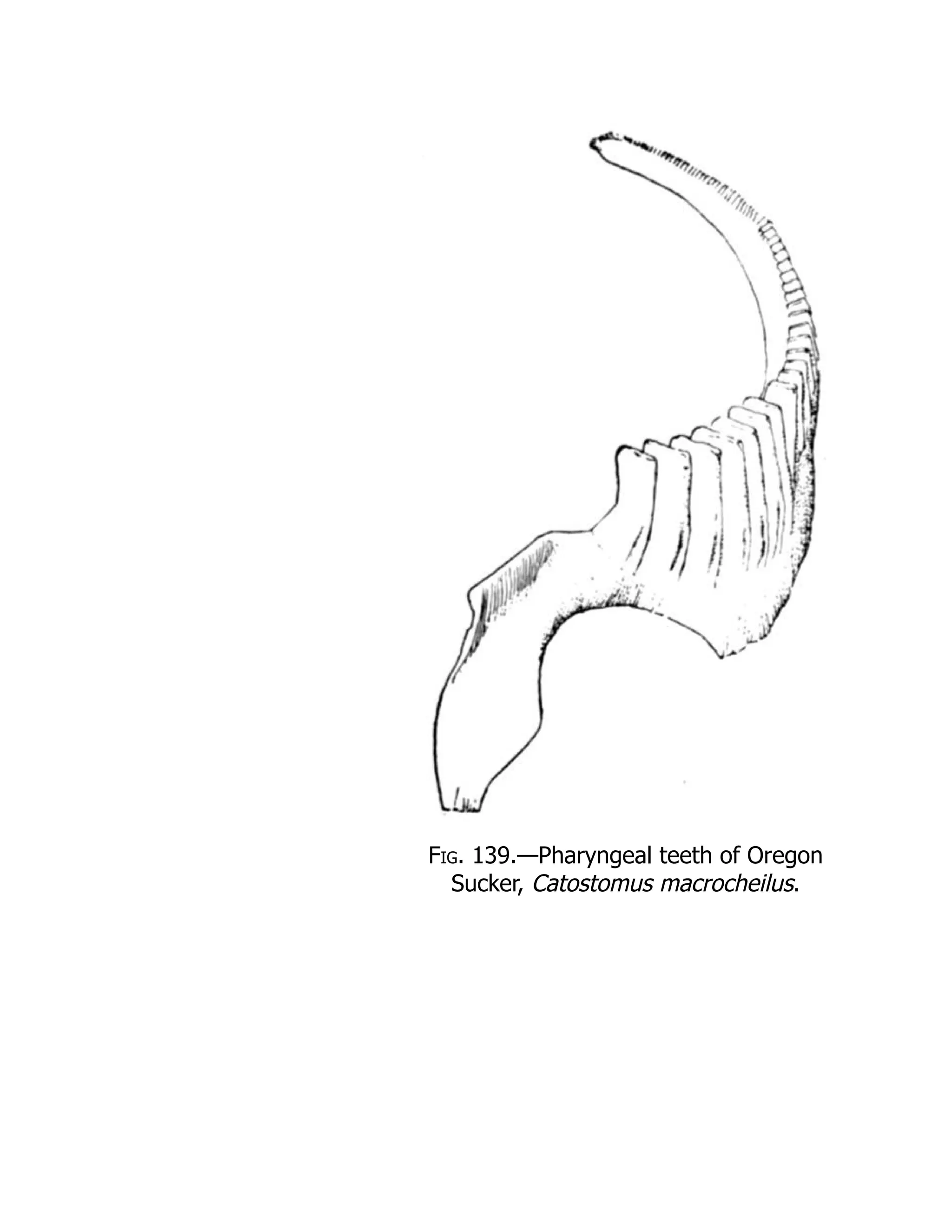 Fig. 139.—Pharyngeal teeth of Oregon
Sucker, Catostomus macrocheilus.
 