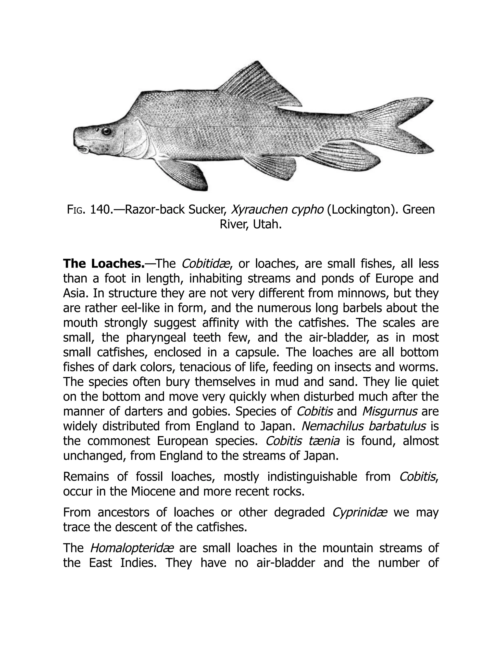 Fig. 140.—Razor-back Sucker, Xyrauchen cypho (Lockington). Green
River, Utah.
The Loaches.—The Cobitidæ, or loaches, are small fishes, all less
than a foot in length, inhabiting streams and ponds of Europe and
Asia. In structure they are not very different from minnows, but they
are rather eel-like in form, and the numerous long barbels about the
mouth strongly suggest affinity with the catfishes. The scales are
small, the pharyngeal teeth few, and the air-bladder, as in most
small catfishes, enclosed in a capsule. The loaches are all bottom
fishes of dark colors, tenacious of life, feeding on insects and worms.
The species often bury themselves in mud and sand. They lie quiet
on the bottom and move very quickly when disturbed much after the
manner of darters and gobies. Species of Cobitis and Misgurnus are
widely distributed from England to Japan. Nemachilus barbatulus is
the commonest European species. Cobitis tænia is found, almost
unchanged, from England to the streams of Japan.
Remains of fossil loaches, mostly indistinguishable from Cobitis,
occur in the Miocene and more recent rocks.
From ancestors of loaches or other degraded Cyprinidæ we may
trace the descent of the catfishes.
The Homalopteridæ are small loaches in the mountain streams of
the East Indies. They have no air-bladder and the number of
 