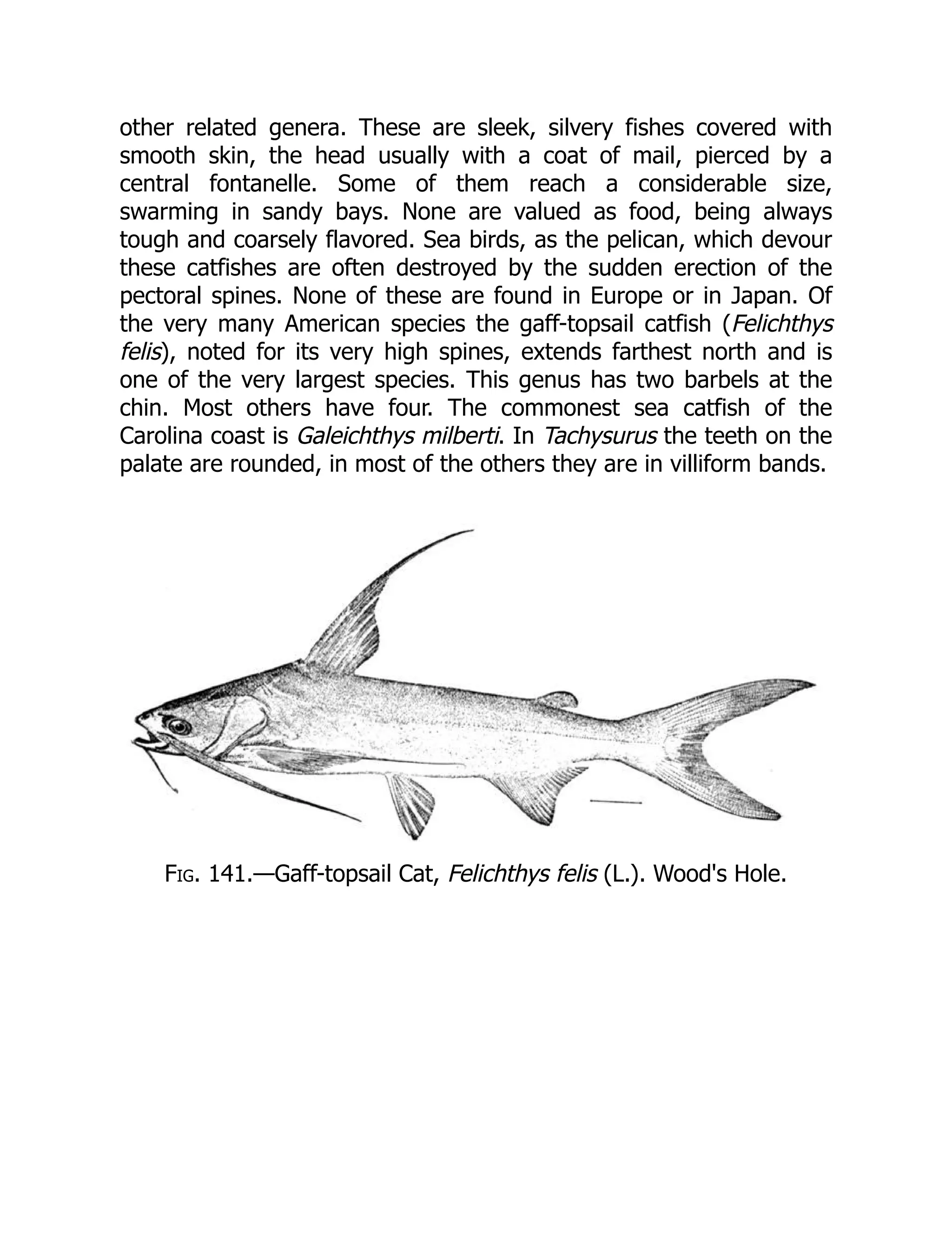 other related genera. These are sleek, silvery fishes covered with
smooth skin, the head usually with a coat of mail, pierced by a
central fontanelle. Some of them reach a considerable size,
swarming in sandy bays. None are valued as food, being always
tough and coarsely flavored. Sea birds, as the pelican, which devour
these catfishes are often destroyed by the sudden erection of the
pectoral spines. None of these are found in Europe or in Japan. Of
the very many American species the gaff-topsail catfish (Felichthys
felis), noted for its very high spines, extends farthest north and is
one of the very largest species. This genus has two barbels at the
chin. Most others have four. The commonest sea catfish of the
Carolina coast is Galeichthys milberti. In Tachysurus the teeth on the
palate are rounded, in most of the others they are in villiform bands.
Fig. 141.—Gaff-topsail Cat, Felichthys felis (L.). Wood's Hole.
 