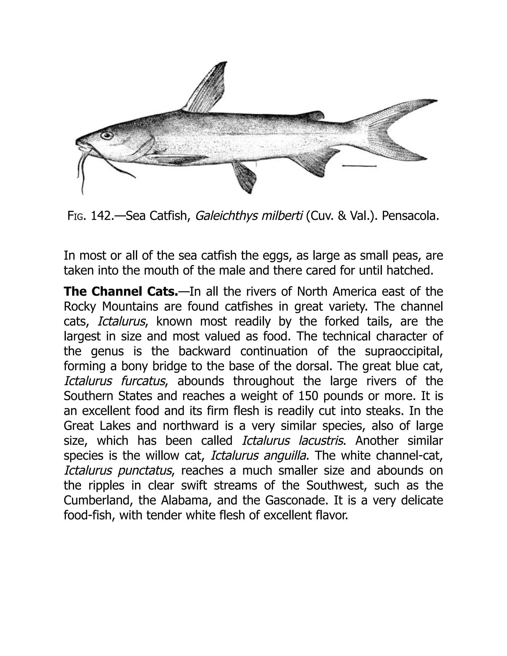 Fig. 142.—Sea Catfish, Galeichthys milberti (Cuv. & Val.). Pensacola.
In most or all of the sea catfish the eggs, as large as small peas, are
taken into the mouth of the male and there cared for until hatched.
The Channel Cats.—In all the rivers of North America east of the
Rocky Mountains are found catfishes in great variety. The channel
cats, Ictalurus, known most readily by the forked tails, are the
largest in size and most valued as food. The technical character of
the genus is the backward continuation of the supraoccipital,
forming a bony bridge to the base of the dorsal. The great blue cat,
Ictalurus furcatus, abounds throughout the large rivers of the
Southern States and reaches a weight of 150 pounds or more. It is
an excellent food and its firm flesh is readily cut into steaks. In the
Great Lakes and northward is a very similar species, also of large
size, which has been called Ictalurus lacustris. Another similar
species is the willow cat, Ictalurus anguilla. The white channel-cat,
Ictalurus punctatus, reaches a much smaller size and abounds on
the ripples in clear swift streams of the Southwest, such as the
Cumberland, the Alabama, and the Gasconade. It is a very delicate
food-fish, with tender white flesh of excellent flavor.
 