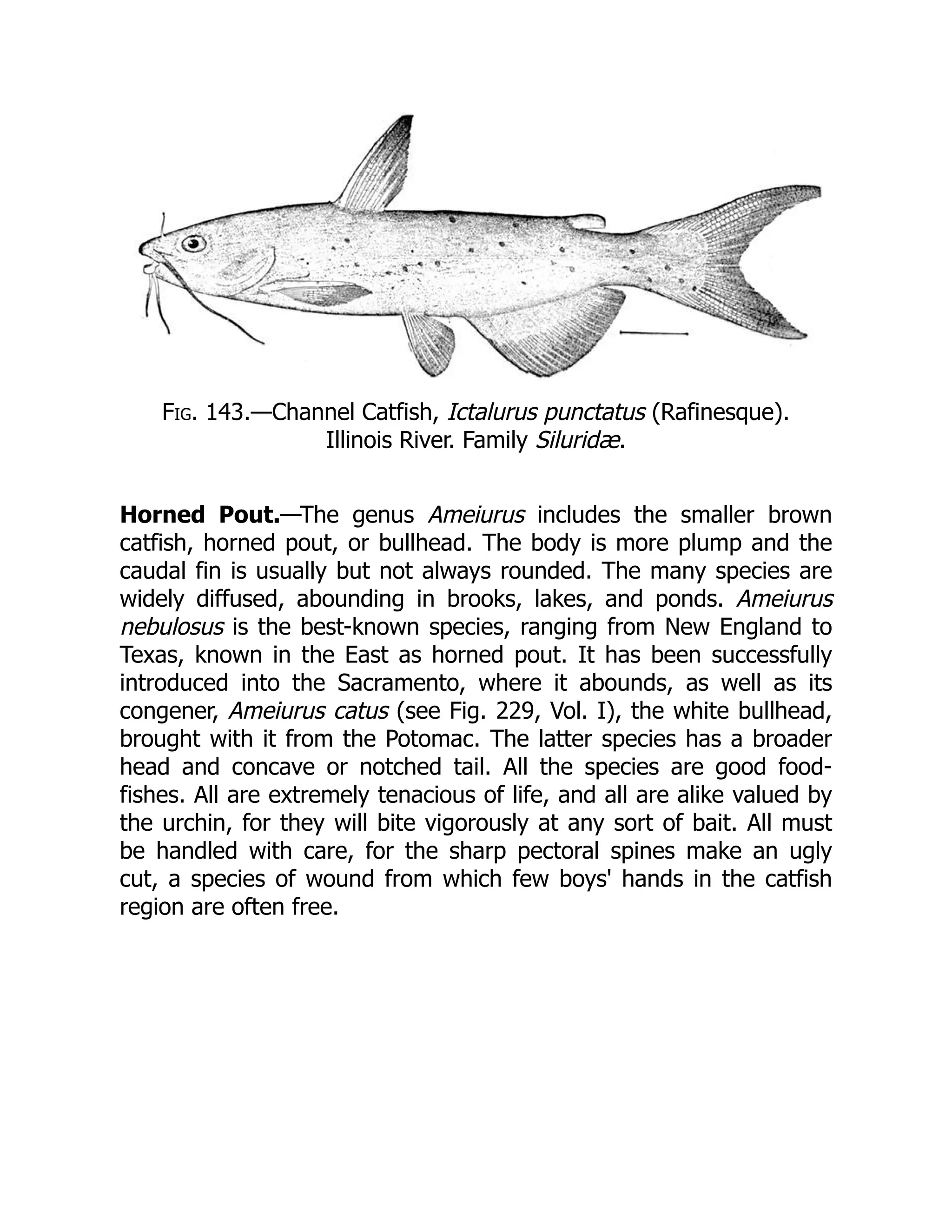 Fig. 143.—Channel Catfish, Ictalurus punctatus (Rafinesque).
Illinois River. Family Siluridæ.
Horned Pout.—The genus Ameiurus includes the smaller brown
catfish, horned pout, or bullhead. The body is more plump and the
caudal fin is usually but not always rounded. The many species are
widely diffused, abounding in brooks, lakes, and ponds. Ameiurus
nebulosus is the best-known species, ranging from New England to
Texas, known in the East as horned pout. It has been successfully
introduced into the Sacramento, where it abounds, as well as its
congener, Ameiurus catus (see Fig. 229, Vol. I), the white bullhead,
brought with it from the Potomac. The latter species has a broader
head and concave or notched tail. All the species are good food-
fishes. All are extremely tenacious of life, and all are alike valued by
the urchin, for they will bite vigorously at any sort of bait. All must
be handled with care, for the sharp pectoral spines make an ugly
cut, a species of wound from which few boys' hands in the catfish
region are often free.
 