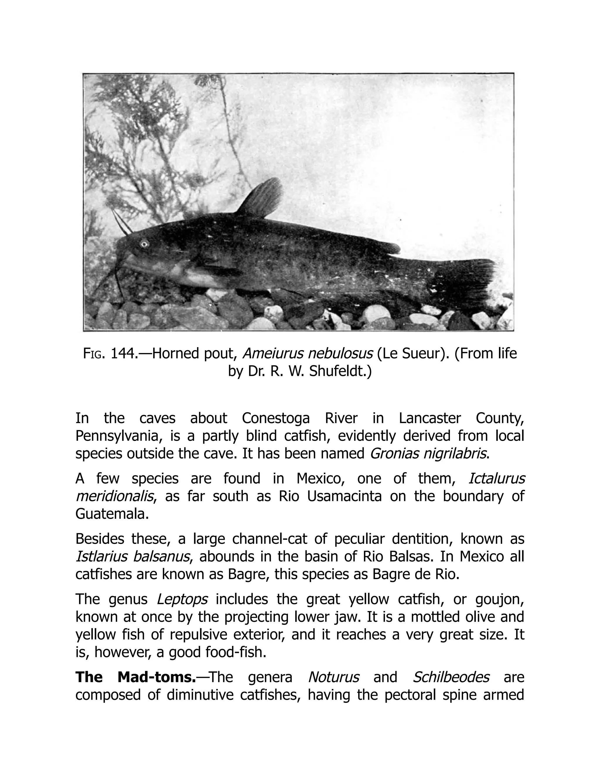 Fig. 144.—Horned pout, Ameiurus nebulosus (Le Sueur). (From life
by Dr. R. W. Shufeldt.)
In the caves about Conestoga River in Lancaster County,
Pennsylvania, is a partly blind catfish, evidently derived from local
species outside the cave. It has been named Gronias nigrilabris.
A few species are found in Mexico, one of them, Ictalurus
meridionalis, as far south as Rio Usamacinta on the boundary of
Guatemala.
Besides these, a large channel-cat of peculiar dentition, known as
Istlarius balsanus, abounds in the basin of Rio Balsas. In Mexico all
catfishes are known as Bagre, this species as Bagre de Rio.
The genus Leptops includes the great yellow catfish, or goujon,
known at once by the projecting lower jaw. It is a mottled olive and
yellow fish of repulsive exterior, and it reaches a very great size. It
is, however, a good food-fish.
The Mad-toms.—The genera Noturus and Schilbeodes are
composed of diminutive catfishes, having the pectoral spine armed
 