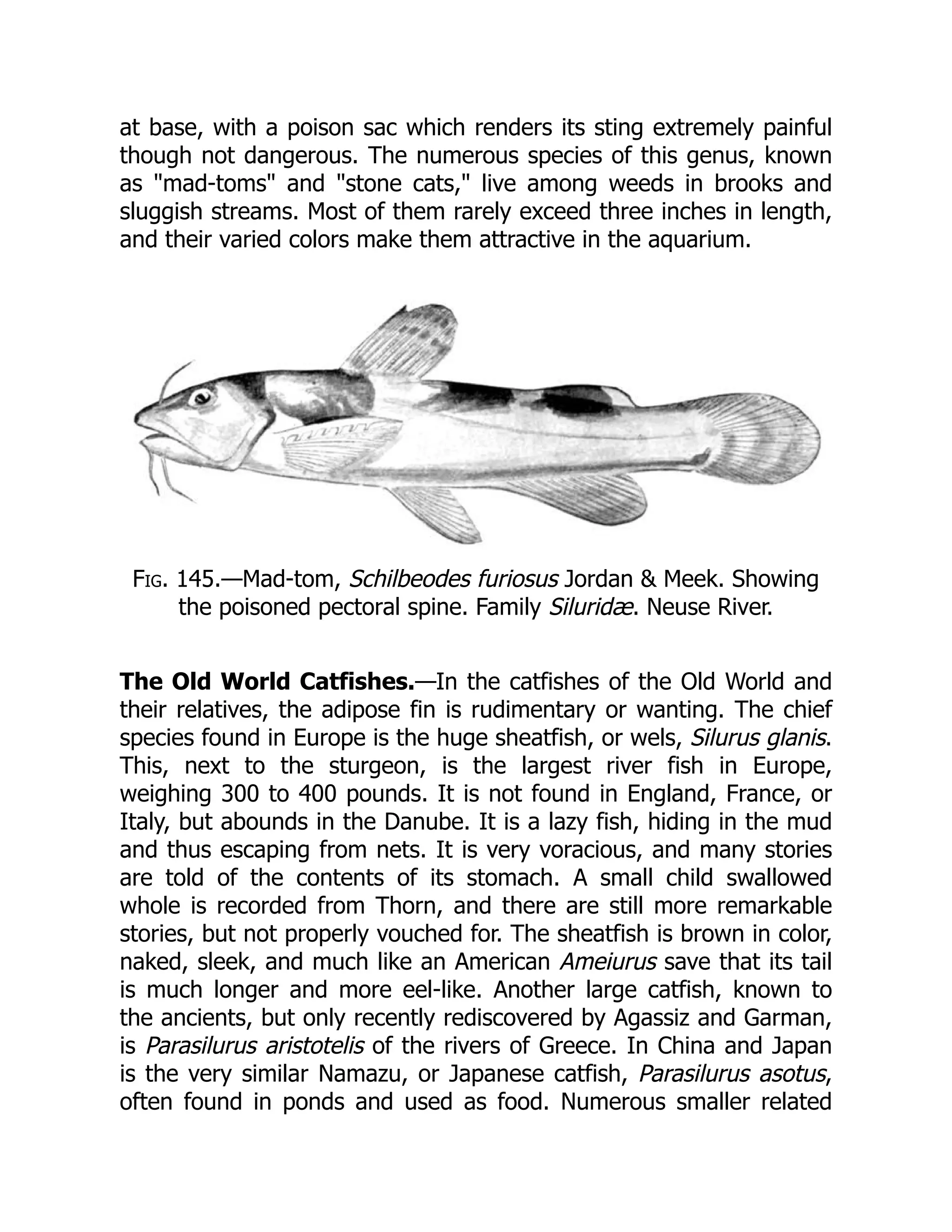 at base, with a poison sac which renders its sting extremely painful
though not dangerous. The numerous species of this genus, known
as "mad-toms" and "stone cats," live among weeds in brooks and
sluggish streams. Most of them rarely exceed three inches in length,
and their varied colors make them attractive in the aquarium.
Fig. 145.—Mad-tom, Schilbeodes furiosus Jordan & Meek. Showing
the poisoned pectoral spine. Family Siluridæ. Neuse River.
The Old World Catfishes.—In the catfishes of the Old World and
their relatives, the adipose fin is rudimentary or wanting. The chief
species found in Europe is the huge sheatfish, or wels, Silurus glanis.
This, next to the sturgeon, is the largest river fish in Europe,
weighing 300 to 400 pounds. It is not found in England, France, or
Italy, but abounds in the Danube. It is a lazy fish, hiding in the mud
and thus escaping from nets. It is very voracious, and many stories
are told of the contents of its stomach. A small child swallowed
whole is recorded from Thorn, and there are still more remarkable
stories, but not properly vouched for. The sheatfish is brown in color,
naked, sleek, and much like an American Ameiurus save that its tail
is much longer and more eel-like. Another large catfish, known to
the ancients, but only recently rediscovered by Agassiz and Garman,
is Parasilurus aristotelis of the rivers of Greece. In China and Japan
is the very similar Namazu, or Japanese catfish, Parasilurus asotus,
often found in ponds and used as food. Numerous smaller related
 