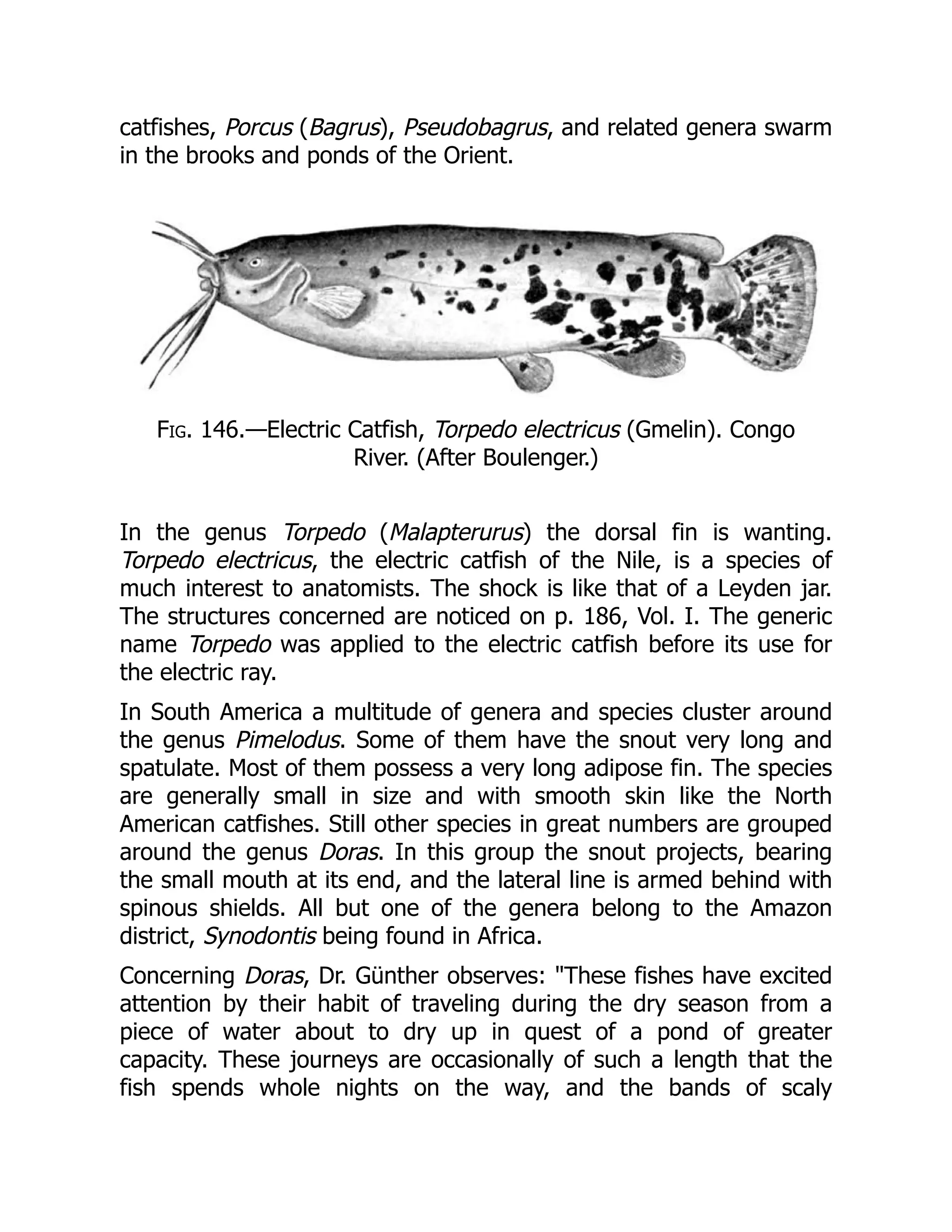 catfishes, Porcus (Bagrus), Pseudobagrus, and related genera swarm
in the brooks and ponds of the Orient.
Fig. 146.—Electric Catfish, Torpedo electricus (Gmelin). Congo
River. (After Boulenger.)
In the genus Torpedo (Malapterurus) the dorsal fin is wanting.
Torpedo electricus, the electric catfish of the Nile, is a species of
much interest to anatomists. The shock is like that of a Leyden jar.
The structures concerned are noticed on p. 186, Vol. I. The generic
name Torpedo was applied to the electric catfish before its use for
the electric ray.
In South America a multitude of genera and species cluster around
the genus Pimelodus. Some of them have the snout very long and
spatulate. Most of them possess a very long adipose fin. The species
are generally small in size and with smooth skin like the North
American catfishes. Still other species in great numbers are grouped
around the genus Doras. In this group the snout projects, bearing
the small mouth at its end, and the lateral line is armed behind with
spinous shields. All but one of the genera belong to the Amazon
district, Synodontis being found in Africa.
Concerning Doras, Dr. Günther observes: "These fishes have excited
attention by their habit of traveling during the dry season from a
piece of water about to dry up in quest of a pond of greater
capacity. These journeys are occasionally of such a length that the
fish spends whole nights on the way, and the bands of scaly
 