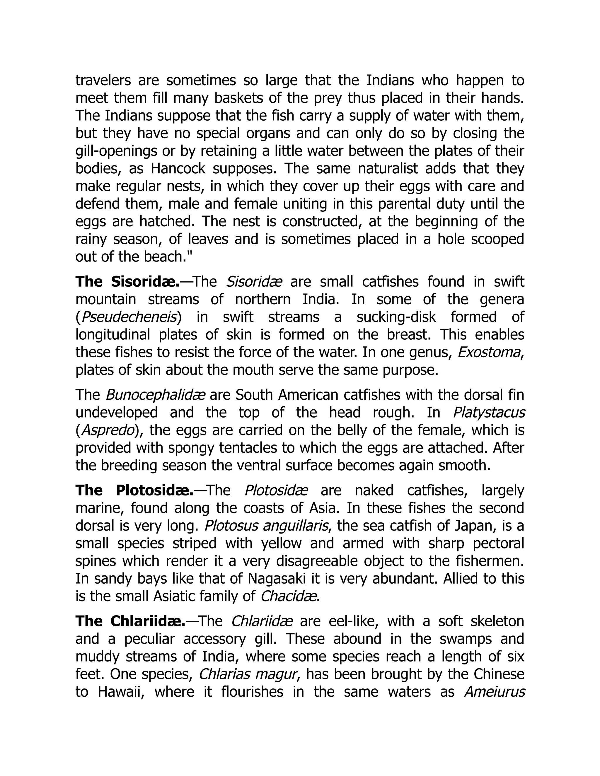 travelers are sometimes so large that the Indians who happen to
meet them fill many baskets of the prey thus placed in their hands.
The Indians suppose that the fish carry a supply of water with them,
but they have no special organs and can only do so by closing the
gill-openings or by retaining a little water between the plates of their
bodies, as Hancock supposes. The same naturalist adds that they
make regular nests, in which they cover up their eggs with care and
defend them, male and female uniting in this parental duty until the
eggs are hatched. The nest is constructed, at the beginning of the
rainy season, of leaves and is sometimes placed in a hole scooped
out of the beach."
The Sisoridæ.—The Sisoridæ are small catfishes found in swift
mountain streams of northern India. In some of the genera
(Pseudecheneis) in swift streams a sucking-disk formed of
longitudinal plates of skin is formed on the breast. This enables
these fishes to resist the force of the water. In one genus, Exostoma,
plates of skin about the mouth serve the same purpose.
The Bunocephalidæ are South American catfishes with the dorsal fin
undeveloped and the top of the head rough. In Platystacus
(Aspredo), the eggs are carried on the belly of the female, which is
provided with spongy tentacles to which the eggs are attached. After
the breeding season the ventral surface becomes again smooth.
The Plotosidæ.—The Plotosidæ are naked catfishes, largely
marine, found along the coasts of Asia. In these fishes the second
dorsal is very long. Plotosus anguillaris, the sea catfish of Japan, is a
small species striped with yellow and armed with sharp pectoral
spines which render it a very disagreeable object to the fishermen.
In sandy bays like that of Nagasaki it is very abundant. Allied to this
is the small Asiatic family of Chacidæ.
The Chlariidæ.—The Chlariidæ are eel-like, with a soft skeleton
and a peculiar accessory gill. These abound in the swamps and
muddy streams of India, where some species reach a length of six
feet. One species, Chlarias magur, has been brought by the Chinese
to Hawaii, where it flourishes in the same waters as Ameiurus
 