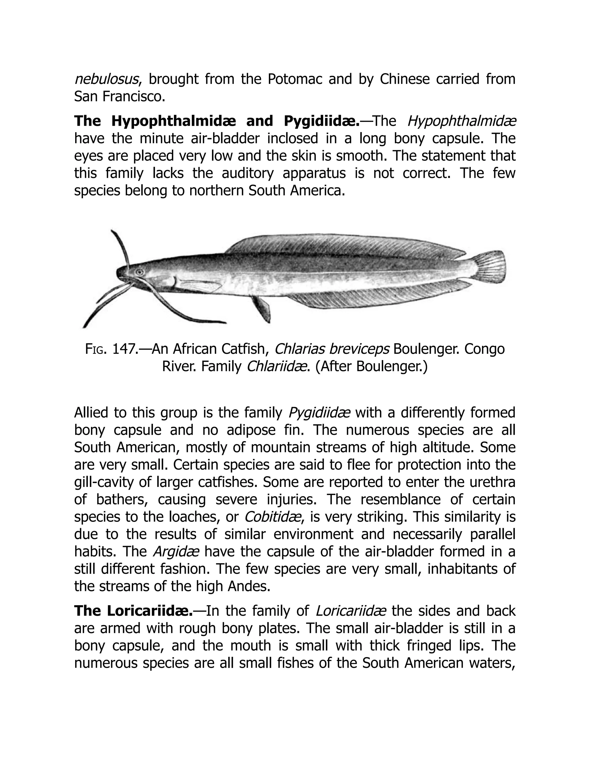nebulosus, brought from the Potomac and by Chinese carried from
San Francisco.
The Hypophthalmidæ and Pygidiidæ.—The Hypophthalmidæ
have the minute air-bladder inclosed in a long bony capsule. The
eyes are placed very low and the skin is smooth. The statement that
this family lacks the auditory apparatus is not correct. The few
species belong to northern South America.
Fig. 147.—An African Catfish, Chlarias breviceps Boulenger. Congo
River. Family Chlariidæ. (After Boulenger.)
Allied to this group is the family Pygidiidæ with a differently formed
bony capsule and no adipose fin. The numerous species are all
South American, mostly of mountain streams of high altitude. Some
are very small. Certain species are said to flee for protection into the
gill-cavity of larger catfishes. Some are reported to enter the urethra
of bathers, causing severe injuries. The resemblance of certain
species to the loaches, or Cobitidæ, is very striking. This similarity is
due to the results of similar environment and necessarily parallel
habits. The Argidæ have the capsule of the air-bladder formed in a
still different fashion. The few species are very small, inhabitants of
the streams of the high Andes.
The Loricariidæ.—In the family of Loricariidæ the sides and back
are armed with rough bony plates. The small air-bladder is still in a
bony capsule, and the mouth is small with thick fringed lips. The
numerous species are all small fishes of the South American waters,
 