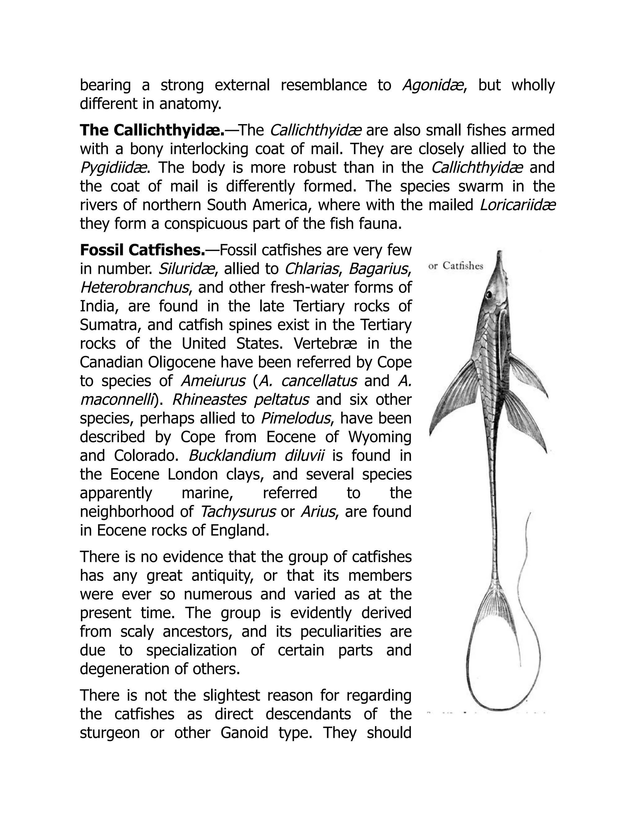 bearing a strong external resemblance to Agonidæ, but wholly
different in anatomy.
The Callichthyidæ.—The Callichthyidæ are also small fishes armed
with a bony interlocking coat of mail. They are closely allied to the
Pygidiidæ. The body is more robust than in the Callichthyidæ and
the coat of mail is differently formed. The species swarm in the
rivers of northern South America, where with the mailed Loricariidæ
they form a conspicuous part of the fish fauna.
Fossil Catfishes.—Fossil catfishes are very few
in number. Siluridæ, allied to Chlarias, Bagarius,
Heterobranchus, and other fresh-water forms of
India, are found in the late Tertiary rocks of
Sumatra, and catfish spines exist in the Tertiary
rocks of the United States. Vertebræ in the
Canadian Oligocene have been referred by Cope
to species of Ameiurus (A. cancellatus and A.
maconnelli). Rhineastes peltatus and six other
species, perhaps allied to Pimelodus, have been
described by Cope from Eocene of Wyoming
and Colorado. Bucklandium diluvii is found in
the Eocene London clays, and several species
apparently marine, referred to the
neighborhood of Tachysurus or Arius, are found
in Eocene rocks of England.
There is no evidence that the group of catfishes
has any great antiquity, or that its members
were ever so numerous and varied as at the
present time. The group is evidently derived
from scaly ancestors, and its peculiarities are
due to specialization of certain parts and
degeneration of others.
There is not the slightest reason for regarding
the catfishes as direct descendants of the
sturgeon or other Ganoid type. They should
 