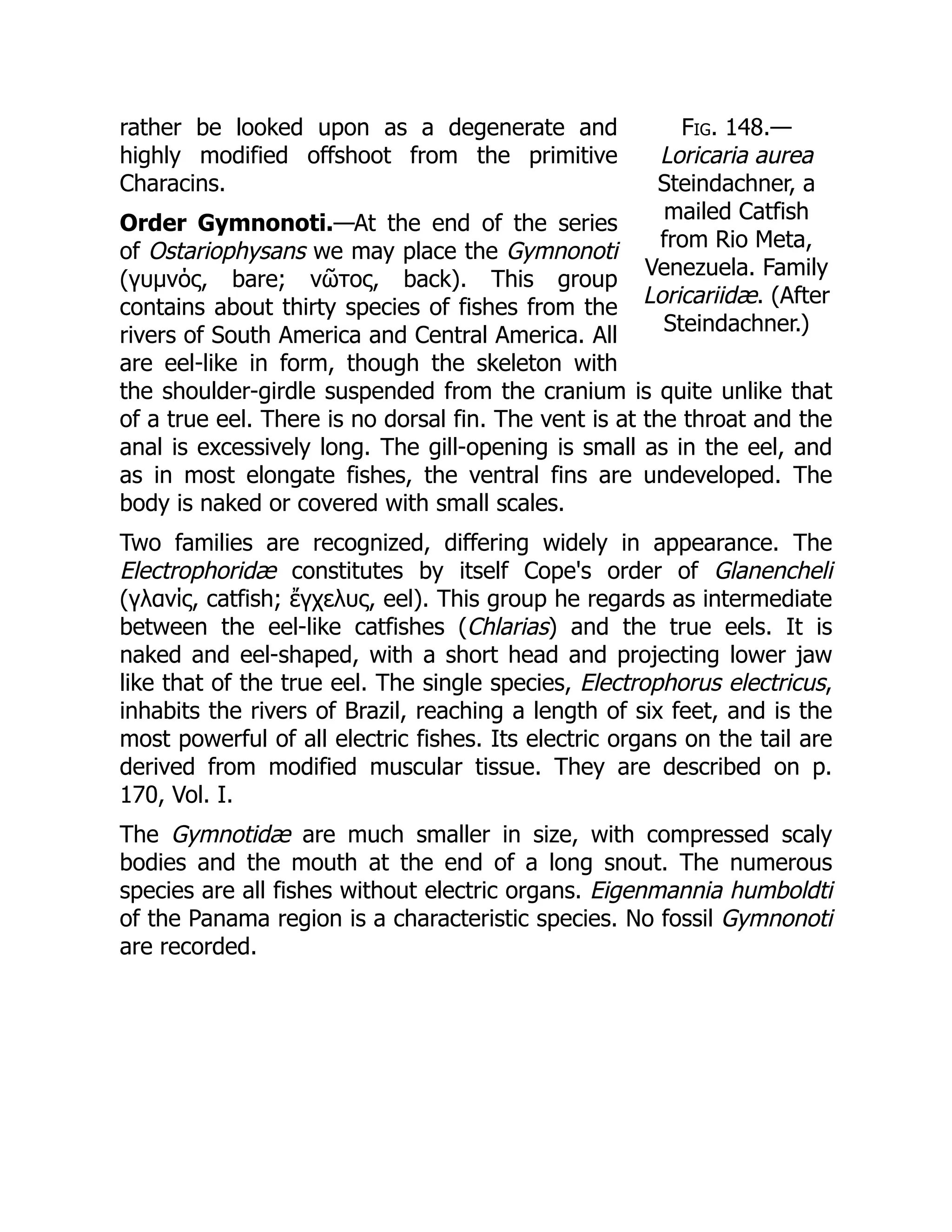 Fig. 148.—
Loricaria aurea
Steindachner, a
mailed Catfish
from Rio Meta,
Venezuela. Family
Loricariidæ. (After
Steindachner.)
rather be looked upon as a degenerate and
highly modified offshoot from the primitive
Characins.
Order Gymnonoti.—At the end of the series
of Ostariophysans we may place the Gymnonoti
(γυμνός, bare; νῶτος, back). This group
contains about thirty species of fishes from the
rivers of South America and Central America. All
are eel-like in form, though the skeleton with
the shoulder-girdle suspended from the cranium is quite unlike that
of a true eel. There is no dorsal fin. The vent is at the throat and the
anal is excessively long. The gill-opening is small as in the eel, and
as in most elongate fishes, the ventral fins are undeveloped. The
body is naked or covered with small scales.
Two families are recognized, differing widely in appearance. The
Electrophoridæ constitutes by itself Cope's order of Glanencheli
(γλανίς, catfish; ἔγχελυς, eel). This group he regards as intermediate
between the eel-like catfishes (Chlarias) and the true eels. It is
naked and eel-shaped, with a short head and projecting lower jaw
like that of the true eel. The single species, Electrophorus electricus,
inhabits the rivers of Brazil, reaching a length of six feet, and is the
most powerful of all electric fishes. Its electric organs on the tail are
derived from modified muscular tissue. They are described on p.
170, Vol. I.
The Gymnotidæ are much smaller in size, with compressed scaly
bodies and the mouth at the end of a long snout. The numerous
species are all fishes without electric organs. Eigenmannia humboldti
of the Panama region is a characteristic species. No fossil Gymnonoti
are recorded.
 