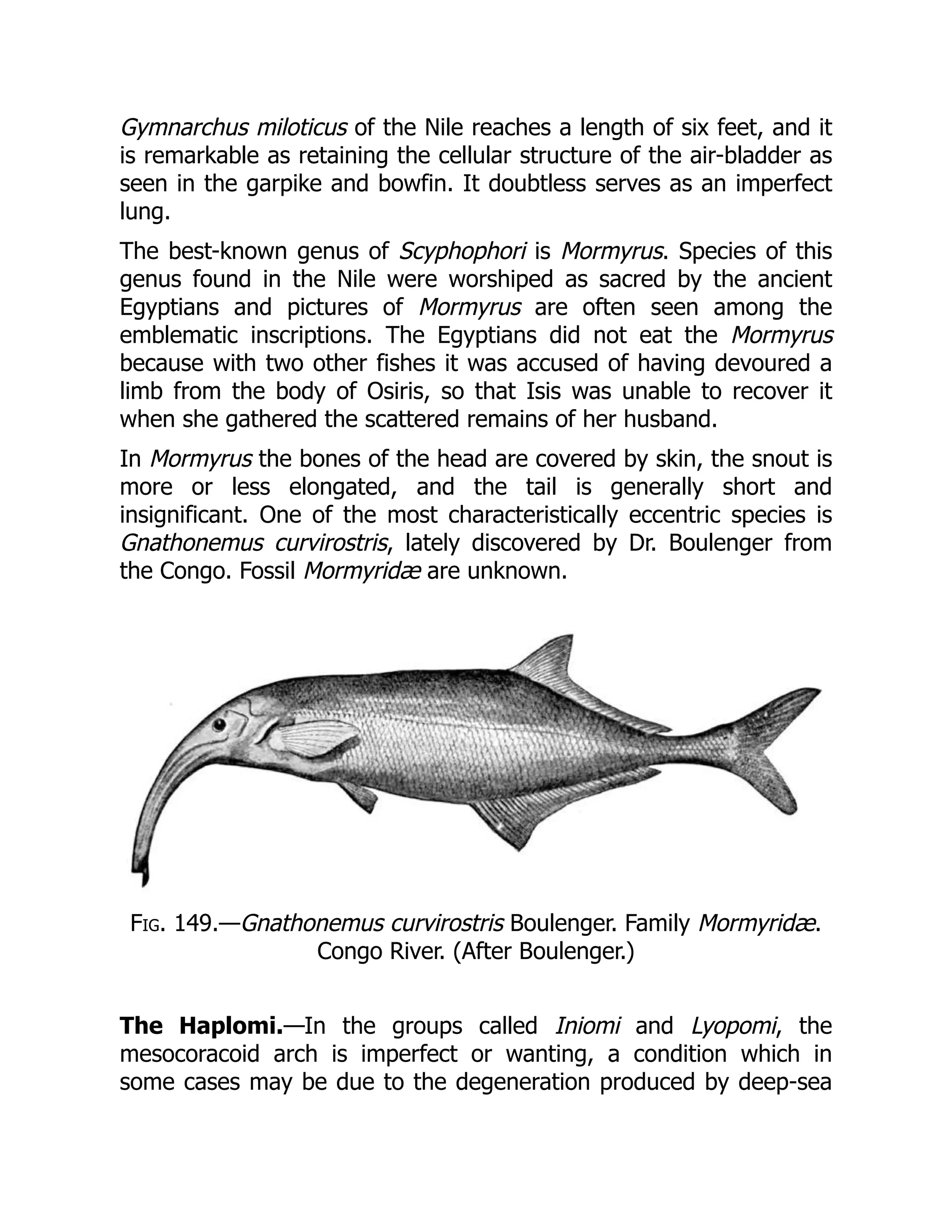 Gymnarchus miloticus of the Nile reaches a length of six feet, and it
is remarkable as retaining the cellular structure of the air-bladder as
seen in the garpike and bowfin. It doubtless serves as an imperfect
lung.
The best-known genus of Scyphophori is Mormyrus. Species of this
genus found in the Nile were worshiped as sacred by the ancient
Egyptians and pictures of Mormyrus are often seen among the
emblematic inscriptions. The Egyptians did not eat the Mormyrus
because with two other fishes it was accused of having devoured a
limb from the body of Osiris, so that Isis was unable to recover it
when she gathered the scattered remains of her husband.
In Mormyrus the bones of the head are covered by skin, the snout is
more or less elongated, and the tail is generally short and
insignificant. One of the most characteristically eccentric species is
Gnathonemus curvirostris, lately discovered by Dr. Boulenger from
the Congo. Fossil Mormyridæ are unknown.
Fig. 149.—Gnathonemus curvirostris Boulenger. Family Mormyridæ.
Congo River. (After Boulenger.)
The Haplomi.—In the groups called Iniomi and Lyopomi, the
mesocoracoid arch is imperfect or wanting, a condition which in
some cases may be due to the degeneration produced by deep-sea
 