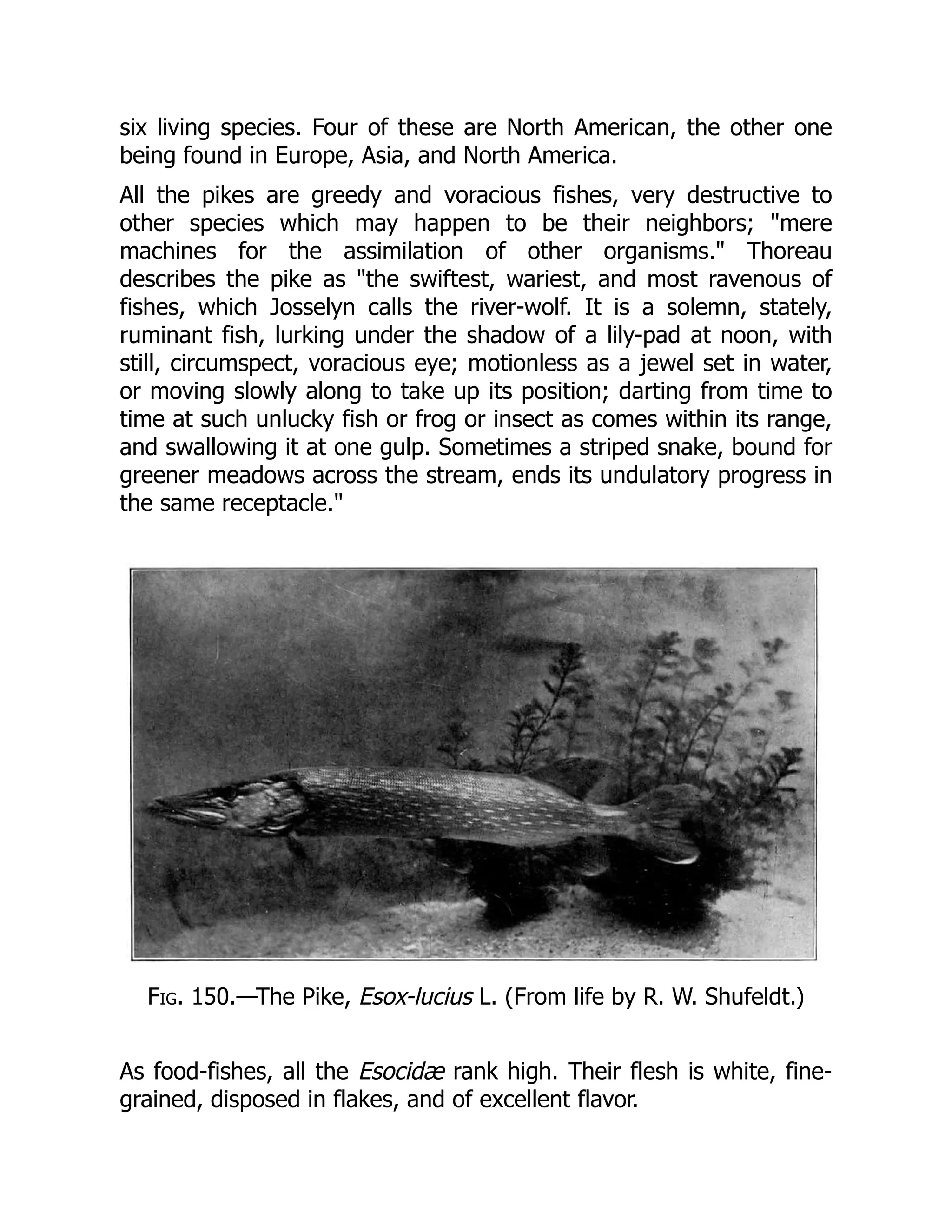 six living species. Four of these are North American, the other one
being found in Europe, Asia, and North America.
All the pikes are greedy and voracious fishes, very destructive to
other species which may happen to be their neighbors; "mere
machines for the assimilation of other organisms." Thoreau
describes the pike as "the swiftest, wariest, and most ravenous of
fishes, which Josselyn calls the river-wolf. It is a solemn, stately,
ruminant fish, lurking under the shadow of a lily-pad at noon, with
still, circumspect, voracious eye; motionless as a jewel set in water,
or moving slowly along to take up its position; darting from time to
time at such unlucky fish or frog or insect as comes within its range,
and swallowing it at one gulp. Sometimes a striped snake, bound for
greener meadows across the stream, ends its undulatory progress in
the same receptacle."
Fig. 150.—The Pike, Esox-lucius L. (From life by R. W. Shufeldt.)
As food-fishes, all the Esocidæ rank high. Their flesh is white, fine-
grained, disposed in flakes, and of excellent flavor.
 