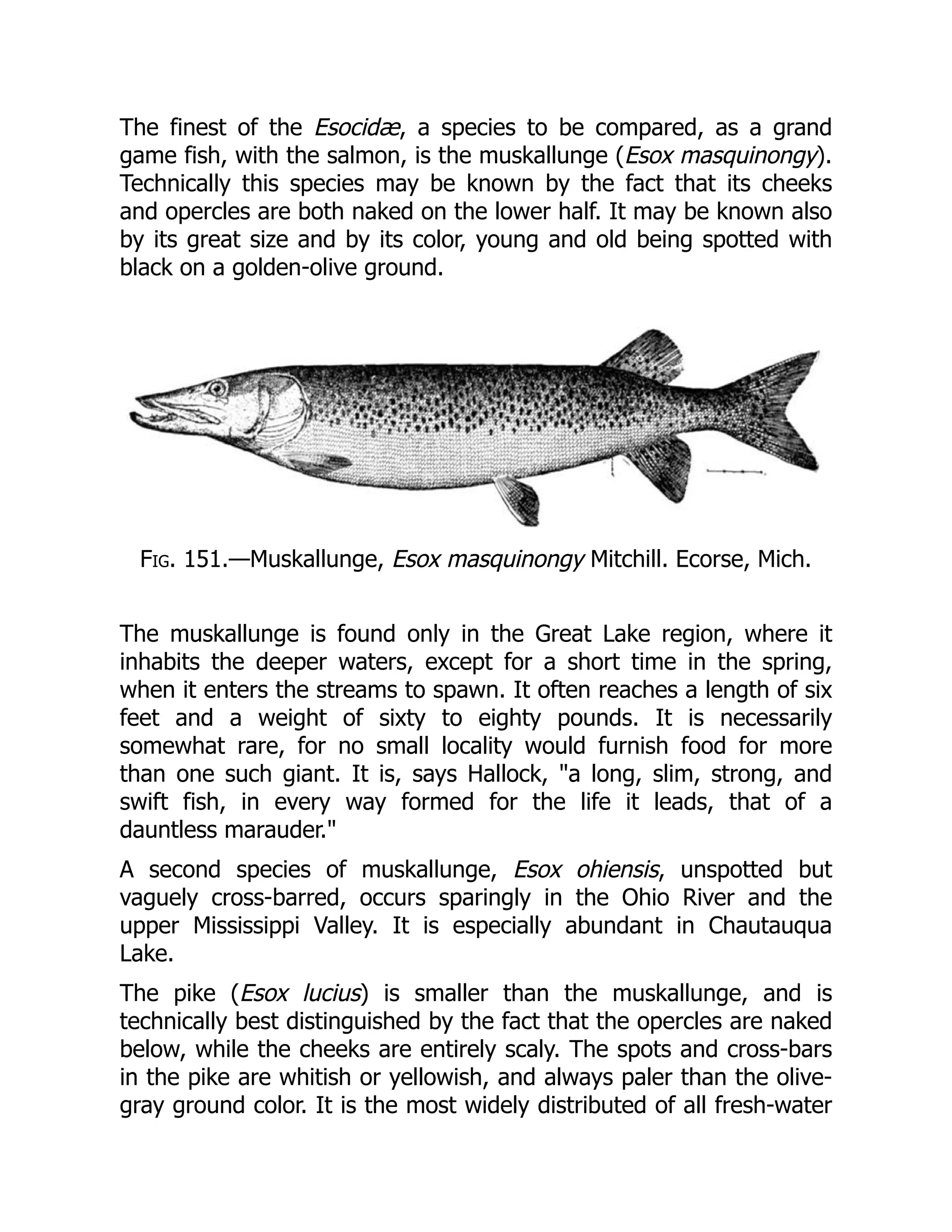 The finest of the Esocidæ, a species to be compared, as a grand
game fish, with the salmon, is the muskallunge (Esox masquinongy).
Technically this species may be known by the fact that its cheeks
and opercles are both naked on the lower half. It may be known also
by its great size and by its color, young and old being spotted with
black on a golden-olive ground.
Fig. 151.—Muskallunge, Esox masquinongy Mitchill. Ecorse, Mich.
The muskallunge is found only in the Great Lake region, where it
inhabits the deeper waters, except for a short time in the spring,
when it enters the streams to spawn. It often reaches a length of six
feet and a weight of sixty to eighty pounds. It is necessarily
somewhat rare, for no small locality would furnish food for more
than one such giant. It is, says Hallock, "a long, slim, strong, and
swift fish, in every way formed for the life it leads, that of a
dauntless marauder."
A second species of muskallunge, Esox ohiensis, unspotted but
vaguely cross-barred, occurs sparingly in the Ohio River and the
upper Mississippi Valley. It is especially abundant in Chautauqua
Lake.
The pike (Esox lucius) is smaller than the muskallunge, and is
technically best distinguished by the fact that the opercles are naked
below, while the cheeks are entirely scaly. The spots and cross-bars
in the pike are whitish or yellowish, and always paler than the olive-
gray ground color. It is the most widely distributed of all fresh-water
 