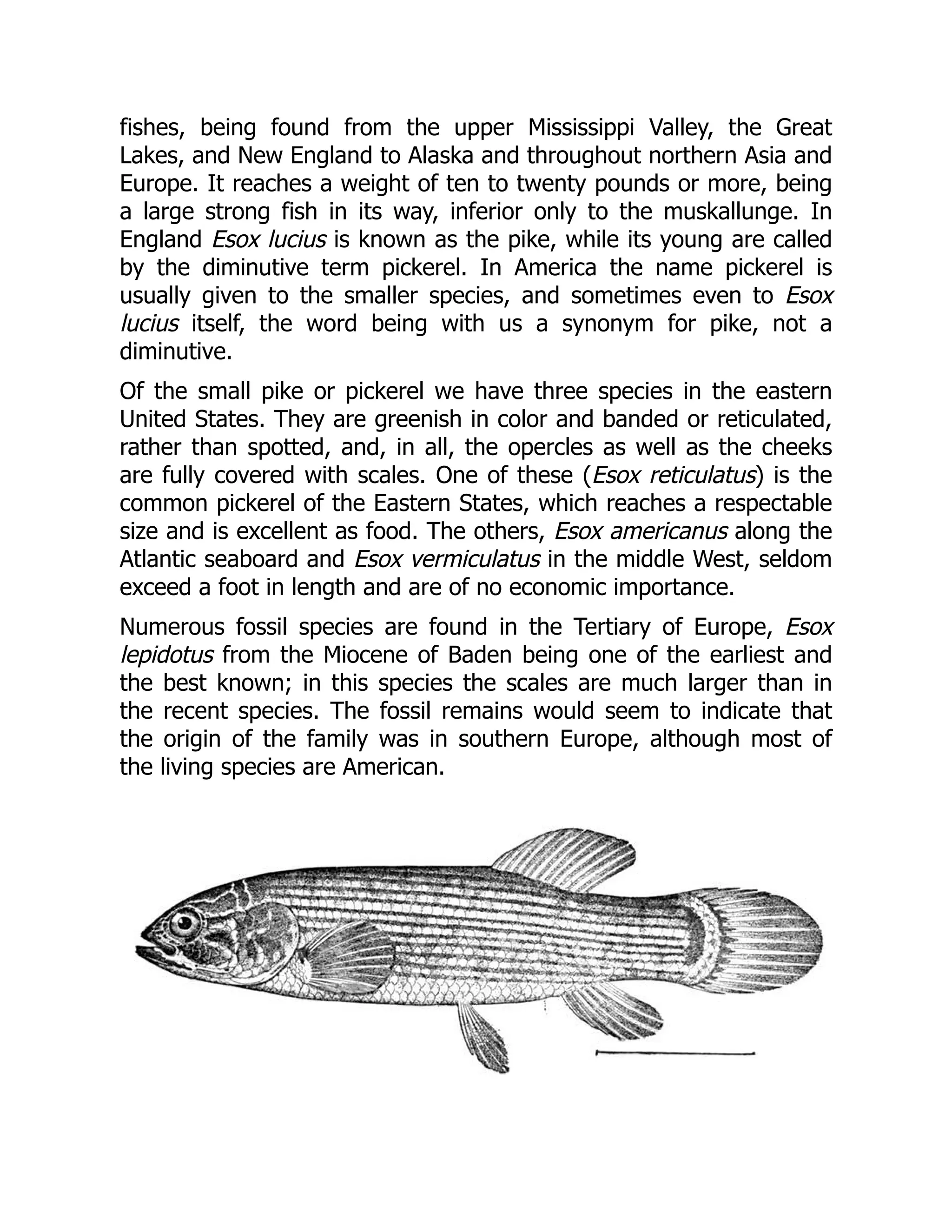 fishes, being found from the upper Mississippi Valley, the Great
Lakes, and New England to Alaska and throughout northern Asia and
Europe. It reaches a weight of ten to twenty pounds or more, being
a large strong fish in its way, inferior only to the muskallunge. In
England Esox lucius is known as the pike, while its young are called
by the diminutive term pickerel. In America the name pickerel is
usually given to the smaller species, and sometimes even to Esox
lucius itself, the word being with us a synonym for pike, not a
diminutive.
Of the small pike or pickerel we have three species in the eastern
United States. They are greenish in color and banded or reticulated,
rather than spotted, and, in all, the opercles as well as the cheeks
are fully covered with scales. One of these (Esox reticulatus) is the
common pickerel of the Eastern States, which reaches a respectable
size and is excellent as food. The others, Esox americanus along the
Atlantic seaboard and Esox vermiculatus in the middle West, seldom
exceed a foot in length and are of no economic importance.
Numerous fossil species are found in the Tertiary of Europe, Esox
lepidotus from the Miocene of Baden being one of the earliest and
the best known; in this species the scales are much larger than in
the recent species. The fossil remains would seem to indicate that
the origin of the family was in southern Europe, although most of
the living species are American.
 