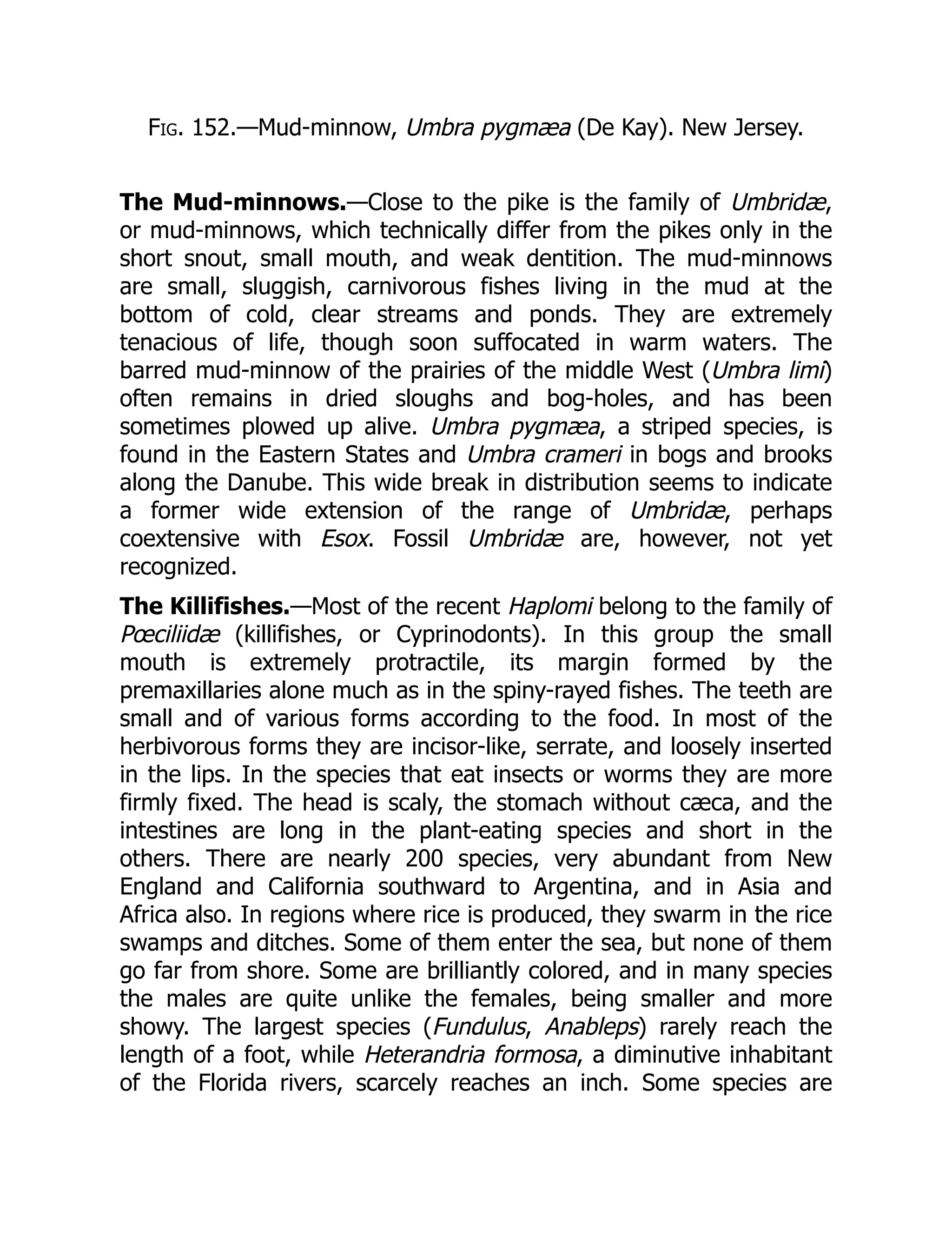 Fig. 152.—Mud-minnow, Umbra pygmæa (De Kay). New Jersey.
The Mud-minnows.—Close to the pike is the family of Umbridæ,
or mud-minnows, which technically differ from the pikes only in the
short snout, small mouth, and weak dentition. The mud-minnows
are small, sluggish, carnivorous fishes living in the mud at the
bottom of cold, clear streams and ponds. They are extremely
tenacious of life, though soon suffocated in warm waters. The
barred mud-minnow of the prairies of the middle West (Umbra limi)
often remains in dried sloughs and bog-holes, and has been
sometimes plowed up alive. Umbra pygmæa, a striped species, is
found in the Eastern States and Umbra crameri in bogs and brooks
along the Danube. This wide break in distribution seems to indicate
a former wide extension of the range of Umbridæ, perhaps
coextensive with Esox. Fossil Umbridæ are, however, not yet
recognized.
The Killifishes.—Most of the recent Haplomi belong to the family of
Pœciliidæ (killifishes, or Cyprinodonts). In this group the small
mouth is extremely protractile, its margin formed by the
premaxillaries alone much as in the spiny-rayed fishes. The teeth are
small and of various forms according to the food. In most of the
herbivorous forms they are incisor-like, serrate, and loosely inserted
in the lips. In the species that eat insects or worms they are more
firmly fixed. The head is scaly, the stomach without cæca, and the
intestines are long in the plant-eating species and short in the
others. There are nearly 200 species, very abundant from New
England and California southward to Argentina, and in Asia and
Africa also. In regions where rice is produced, they swarm in the rice
swamps and ditches. Some of them enter the sea, but none of them
go far from shore. Some are brilliantly colored, and in many species
the males are quite unlike the females, being smaller and more
showy. The largest species (Fundulus, Anableps) rarely reach the
length of a foot, while Heterandria formosa, a diminutive inhabitant
of the Florida rivers, scarcely reaches an inch. Some species are
 