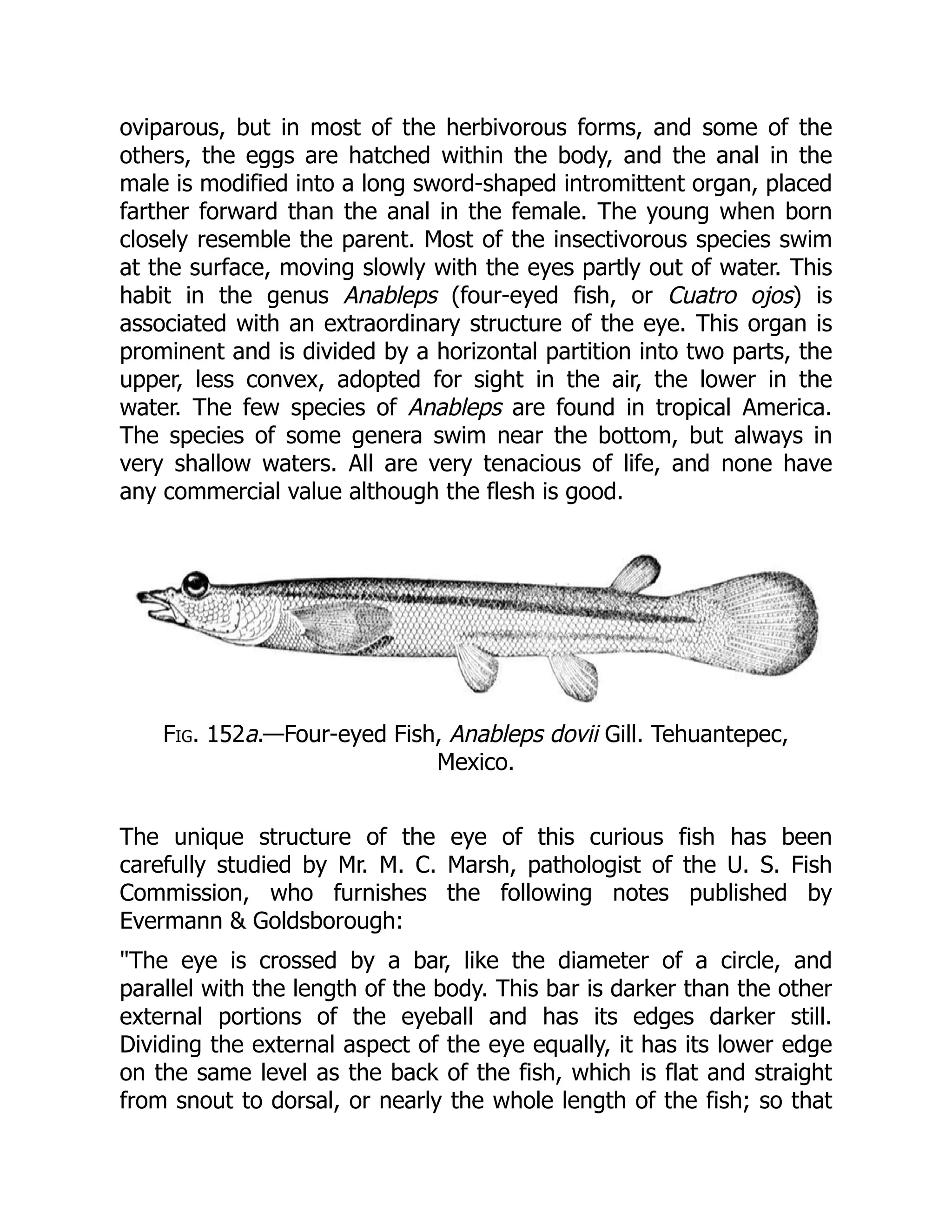 oviparous, but in most of the herbivorous forms, and some of the
others, the eggs are hatched within the body, and the anal in the
male is modified into a long sword-shaped intromittent organ, placed
farther forward than the anal in the female. The young when born
closely resemble the parent. Most of the insectivorous species swim
at the surface, moving slowly with the eyes partly out of water. This
habit in the genus Anableps (four-eyed fish, or Cuatro ojos) is
associated with an extraordinary structure of the eye. This organ is
prominent and is divided by a horizontal partition into two parts, the
upper, less convex, adopted for sight in the air, the lower in the
water. The few species of Anableps are found in tropical America.
The species of some genera swim near the bottom, but always in
very shallow waters. All are very tenacious of life, and none have
any commercial value although the flesh is good.
Fig. 152a.—Four-eyed Fish, Anableps dovii Gill. Tehuantepec,
Mexico.
The unique structure of the eye of this curious fish has been
carefully studied by Mr. M. C. Marsh, pathologist of the U. S. Fish
Commission, who furnishes the following notes published by
Evermann & Goldsborough:
"The eye is crossed by a bar, like the diameter of a circle, and
parallel with the length of the body. This bar is darker than the other
external portions of the eyeball and has its edges darker still.
Dividing the external aspect of the eye equally, it has its lower edge
on the same level as the back of the fish, which is flat and straight
from snout to dorsal, or nearly the whole length of the fish; so that
 