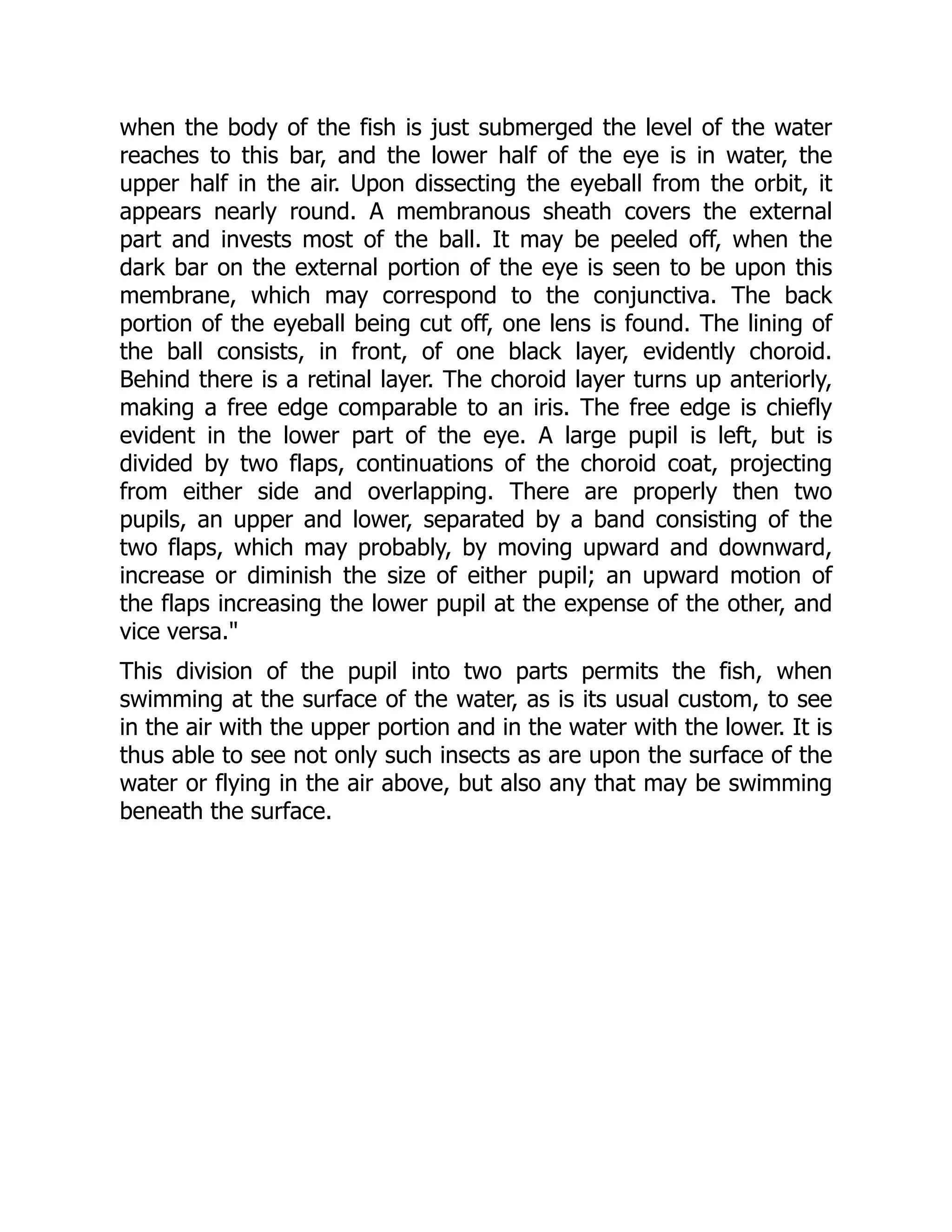 when the body of the fish is just submerged the level of the water
reaches to this bar, and the lower half of the eye is in water, the
upper half in the air. Upon dissecting the eyeball from the orbit, it
appears nearly round. A membranous sheath covers the external
part and invests most of the ball. It may be peeled off, when the
dark bar on the external portion of the eye is seen to be upon this
membrane, which may correspond to the conjunctiva. The back
portion of the eyeball being cut off, one lens is found. The lining of
the ball consists, in front, of one black layer, evidently choroid.
Behind there is a retinal layer. The choroid layer turns up anteriorly,
making a free edge comparable to an iris. The free edge is chiefly
evident in the lower part of the eye. A large pupil is left, but is
divided by two flaps, continuations of the choroid coat, projecting
from either side and overlapping. There are properly then two
pupils, an upper and lower, separated by a band consisting of the
two flaps, which may probably, by moving upward and downward,
increase or diminish the size of either pupil; an upward motion of
the flaps increasing the lower pupil at the expense of the other, and
vice versa."
This division of the pupil into two parts permits the fish, when
swimming at the surface of the water, as is its usual custom, to see
in the air with the upper portion and in the water with the lower. It is
thus able to see not only such insects as are upon the surface of the
water or flying in the air above, but also any that may be swimming
beneath the surface.
 