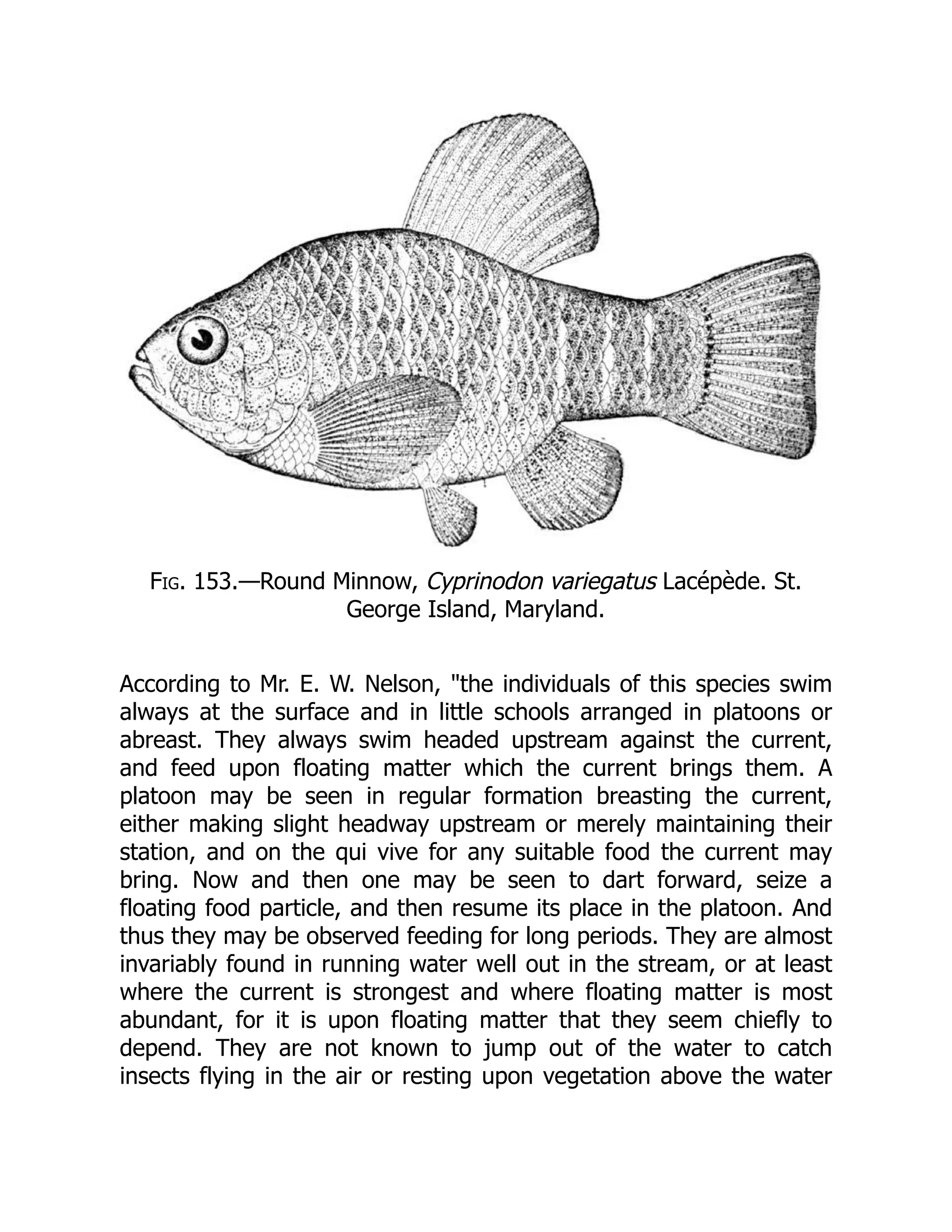 Fig. 153.—Round Minnow, Cyprinodon variegatus Lacépède. St.
George Island, Maryland.
According to Mr. E. W. Nelson, "the individuals of this species swim
always at the surface and in little schools arranged in platoons or
abreast. They always swim headed upstream against the current,
and feed upon floating matter which the current brings them. A
platoon may be seen in regular formation breasting the current,
either making slight headway upstream or merely maintaining their
station, and on the qui vive for any suitable food the current may
bring. Now and then one may be seen to dart forward, seize a
floating food particle, and then resume its place in the platoon. And
thus they may be observed feeding for long periods. They are almost
invariably found in running water well out in the stream, or at least
where the current is strongest and where floating matter is most
abundant, for it is upon floating matter that they seem chiefly to
depend. They are not known to jump out of the water to catch
insects flying in the air or resting upon vegetation above the water
 