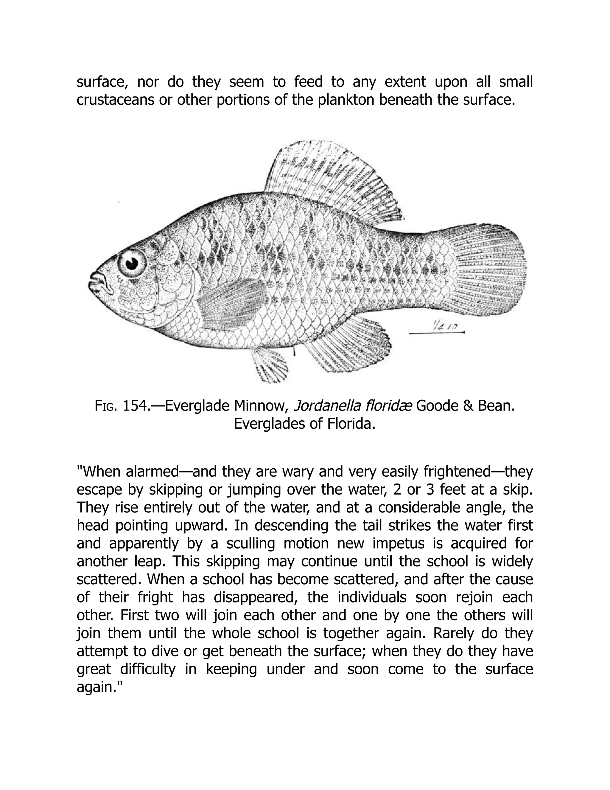 surface, nor do they seem to feed to any extent upon all small
crustaceans or other portions of the plankton beneath the surface.
Fig. 154.—Everglade Minnow, Jordanella floridæ Goode & Bean.
Everglades of Florida.
"When alarmed—and they are wary and very easily frightened—they
escape by skipping or jumping over the water, 2 or 3 feet at a skip.
They rise entirely out of the water, and at a considerable angle, the
head pointing upward. In descending the tail strikes the water first
and apparently by a sculling motion new impetus is acquired for
another leap. This skipping may continue until the school is widely
scattered. When a school has become scattered, and after the cause
of their fright has disappeared, the individuals soon rejoin each
other. First two will join each other and one by one the others will
join them until the whole school is together again. Rarely do they
attempt to dive or get beneath the surface; when they do they have
great difficulty in keeping under and soon come to the surface
again."
 