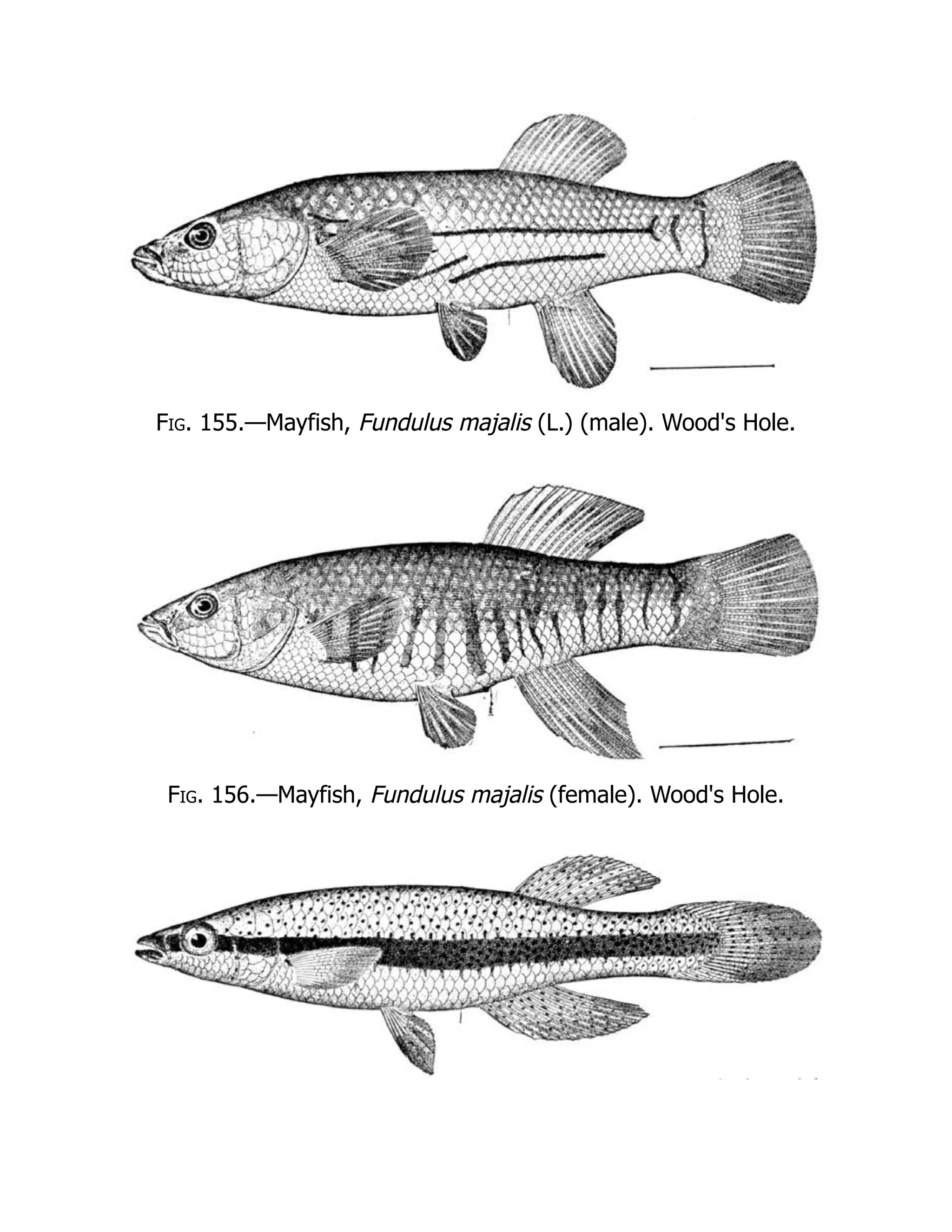 Fig. 155.—Mayfish, Fundulus majalis (L.) (male). Wood's Hole.
Fig. 156.—Mayfish, Fundulus majalis (female). Wood's Hole.
 