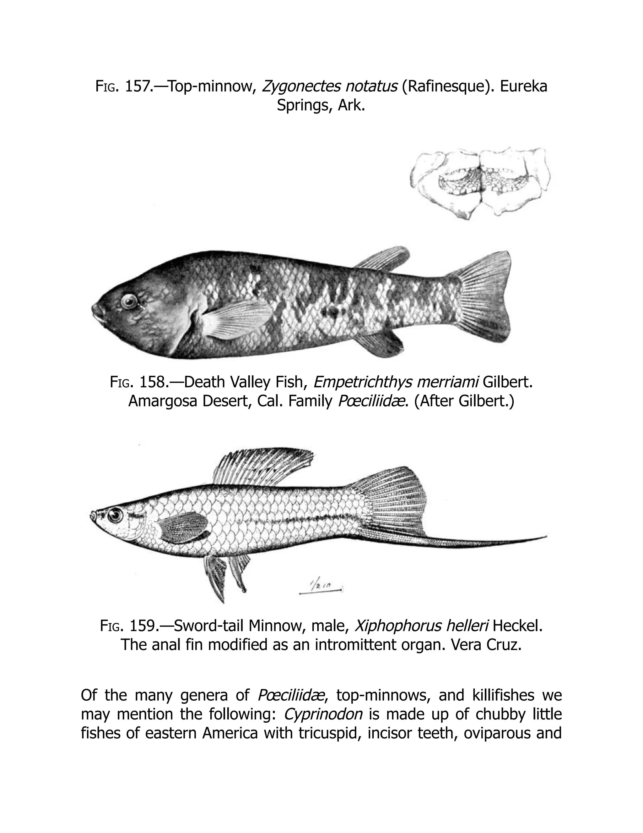 Fig. 157.—Top-minnow, Zygonectes notatus (Rafinesque). Eureka
Springs, Ark.
Fig. 158.—Death Valley Fish, Empetrichthys merriami Gilbert.
Amargosa Desert, Cal. Family Pœciliidæ. (After Gilbert.)
Fig. 159.—Sword-tail Minnow, male, Xiphophorus helleri Heckel.
The anal fin modified as an intromittent organ. Vera Cruz.
Of the many genera of Pœciliidæ, top-minnows, and killifishes we
may mention the following: Cyprinodon is made up of chubby little
fishes of eastern America with tricuspid, incisor teeth, oviparous and
 