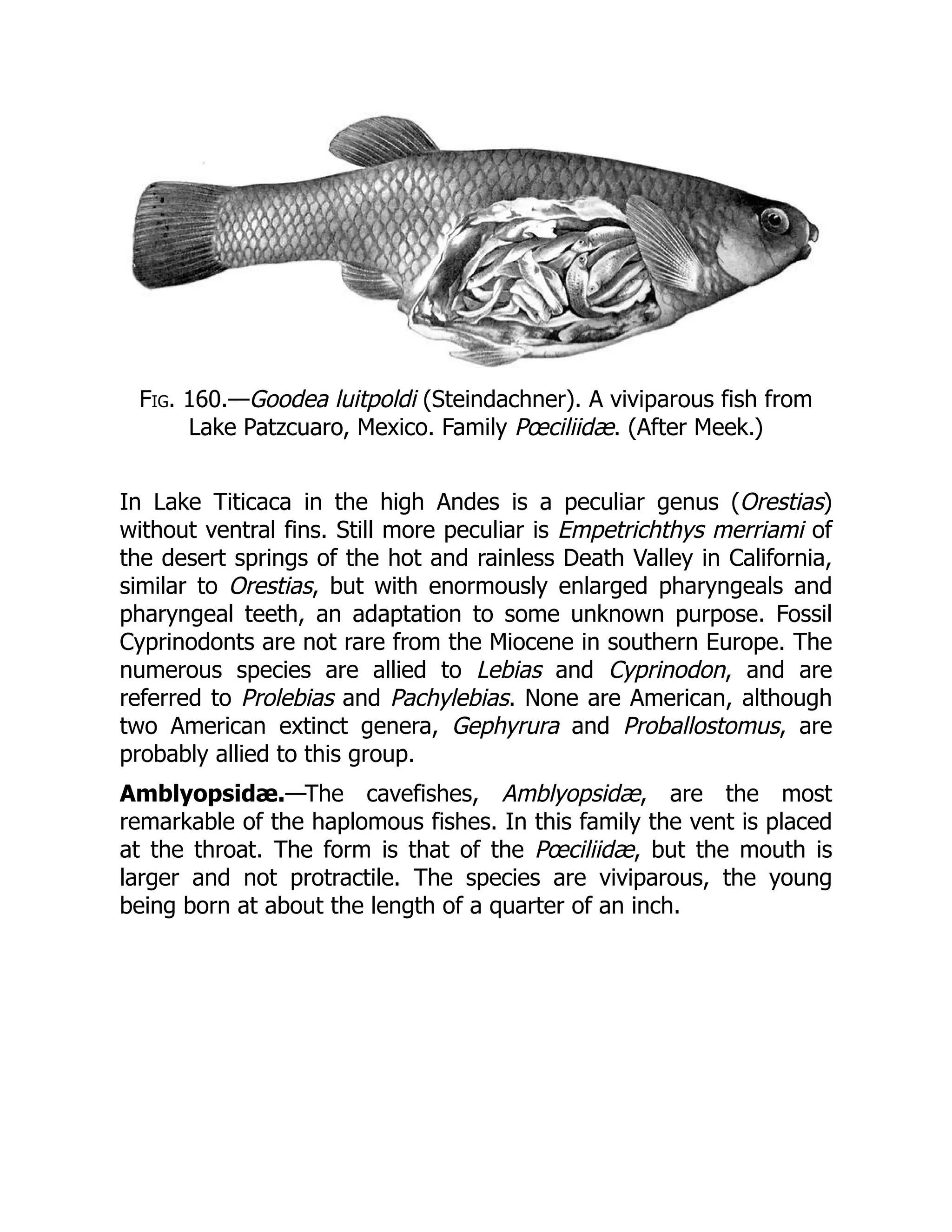 Fig. 160.—Goodea luitpoldi (Steindachner). A viviparous fish from
Lake Patzcuaro, Mexico. Family Pœciliidæ. (After Meek.)
In Lake Titicaca in the high Andes is a peculiar genus (Orestias)
without ventral fins. Still more peculiar is Empetrichthys merriami of
the desert springs of the hot and rainless Death Valley in California,
similar to Orestias, but with enormously enlarged pharyngeals and
pharyngeal teeth, an adaptation to some unknown purpose. Fossil
Cyprinodonts are not rare from the Miocene in southern Europe. The
numerous species are allied to Lebias and Cyprinodon, and are
referred to Prolebias and Pachylebias. None are American, although
two American extinct genera, Gephyrura and Proballostomus, are
probably allied to this group.
Amblyopsidæ.—The cavefishes, Amblyopsidæ, are the most
remarkable of the haplomous fishes. In this family the vent is placed
at the throat. The form is that of the Pœciliidæ, but the mouth is
larger and not protractile. The species are viviparous, the young
being born at about the length of a quarter of an inch.
 
