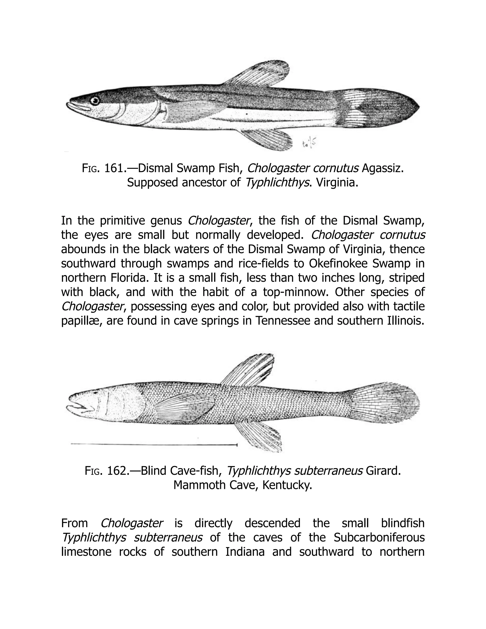 Fig. 161.—Dismal Swamp Fish, Chologaster cornutus Agassiz.
Supposed ancestor of Typhlichthys. Virginia.
In the primitive genus Chologaster, the fish of the Dismal Swamp,
the eyes are small but normally developed. Chologaster cornutus
abounds in the black waters of the Dismal Swamp of Virginia, thence
southward through swamps and rice-fields to Okefinokee Swamp in
northern Florida. It is a small fish, less than two inches long, striped
with black, and with the habit of a top-minnow. Other species of
Chologaster, possessing eyes and color, but provided also with tactile
papillæ, are found in cave springs in Tennessee and southern Illinois.
Fig. 162.—Blind Cave-fish, Typhlichthys subterraneus Girard.
Mammoth Cave, Kentucky.
From Chologaster is directly descended the small blindfish
Typhlichthys subterraneus of the caves of the Subcarboniferous
limestone rocks of southern Indiana and southward to northern
 