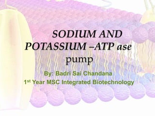 SODIUM AND
POTASSIUM –ATP ase
pump
By: Badri Sai Chandana
1st Year MSC Integrated Biotechnology
 