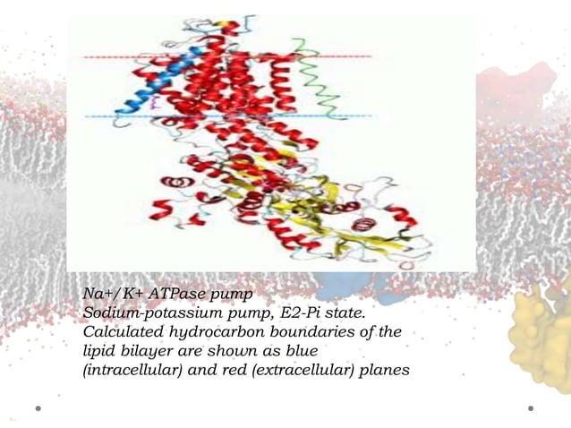 Sodium and Potassium pump ATPase | PPTX