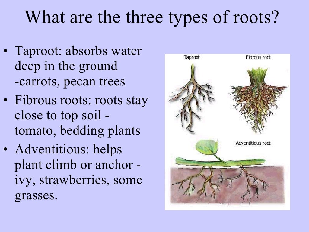 14-1 Plant Anatomy