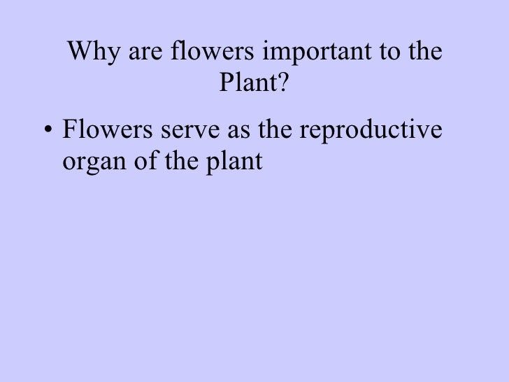 14-1 Plant Anatomy 14-1 Plant Anatomy