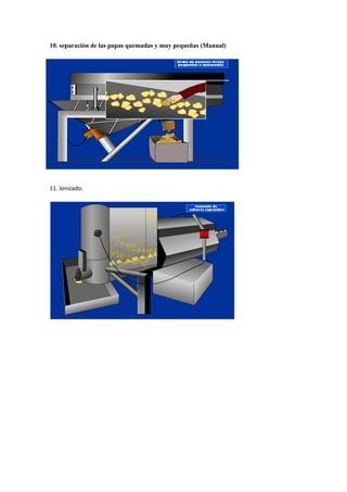 10. separación de las papas quemadas y muy pequeñas (Manual)
11. Ionizado.
 