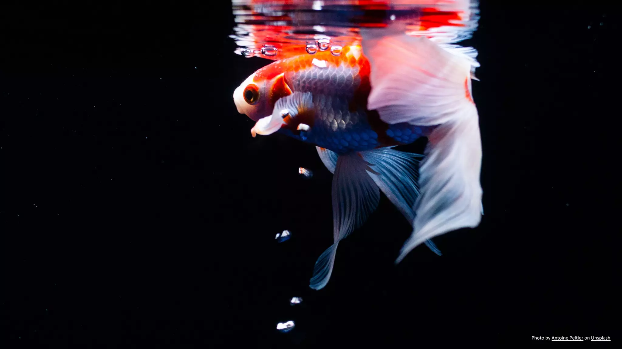 Photo by Antoine Peltier on Unsplash