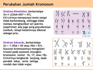 Sindrom Klinefelter, berkariotipe
2n+1 (22AA+XXY = 47).
Ciri-cirinya mempunyai testis tetapi
tidak berkembang, sehingga tidak
mampu menghasilkan sel sperma
(aspermia); ada juga yang payudaranya
tumbuh, tetapi kelaminnya dikenal
sebagai pria.
Sindrom Edwards, berkariotipe
2n + 1 (45A + XX atau 45A + XY).
Susunan kromosomnya mengalami
trisomi pada autosom (mungkin
kromosom nomor 16, 17, atau 18).
Ciricirinya tengkorak lonjong, dada
pendek lebar, serta telinga
rendah dan tidak wajar.
Perubahan Jumlah Kromosom
 